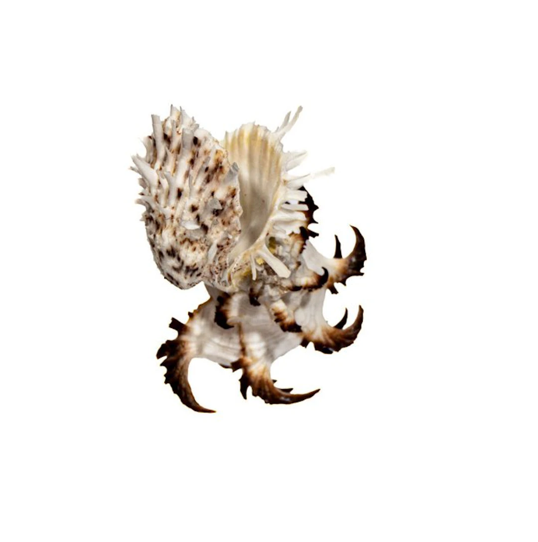 Absolute rarity: Spondylus princeps & Murex symbiosis |...