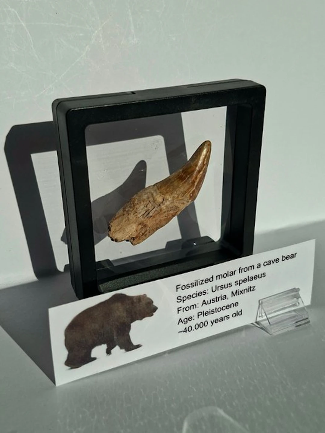 Cave Bear - Fossil tooth - Ursus spelaeus CANINE (No reserve price)