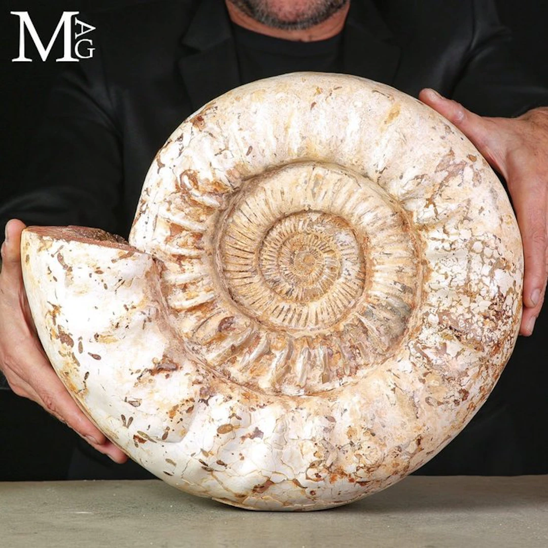 Ancient Gastropod Fossilized Shell of Kranaosphinctes...