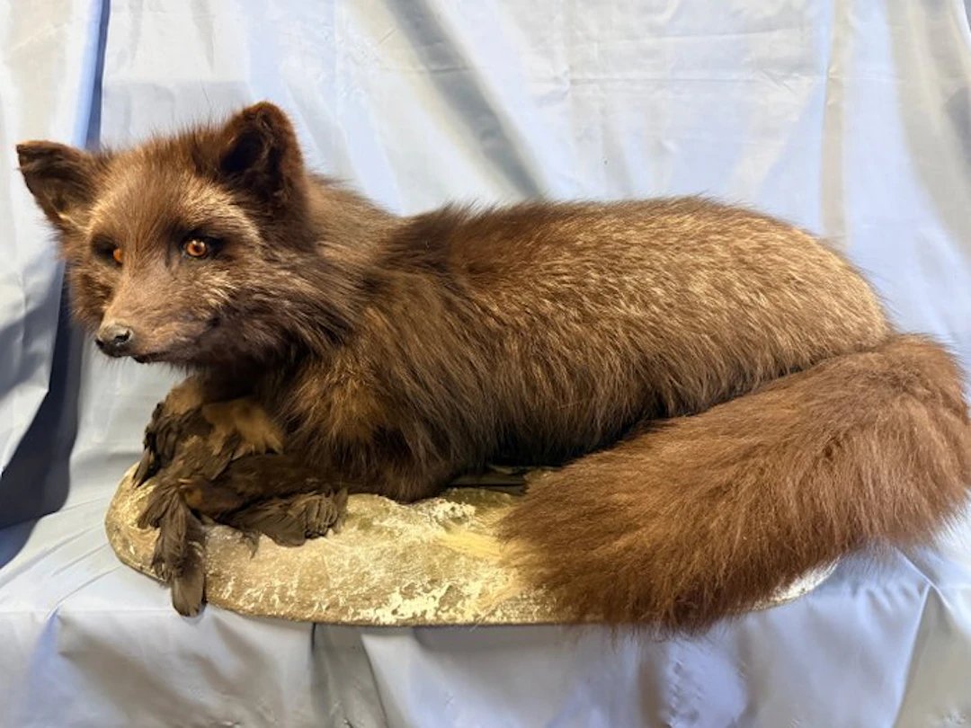 Silver Fox Taxidermy full body mount - Vulpes vulpes...