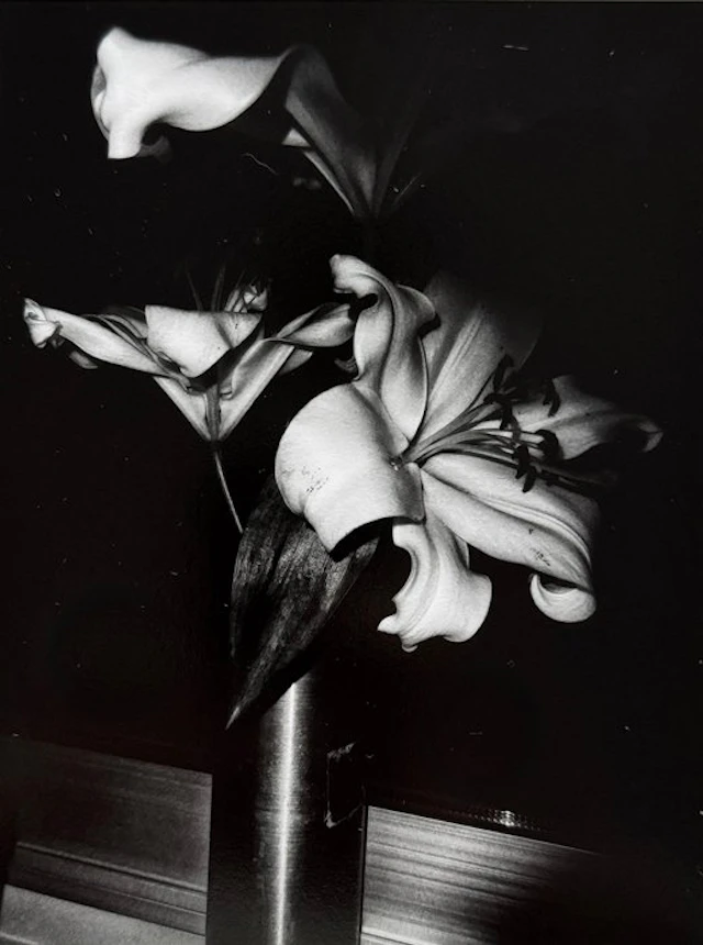 Daido Moriyama (1938) - Flower