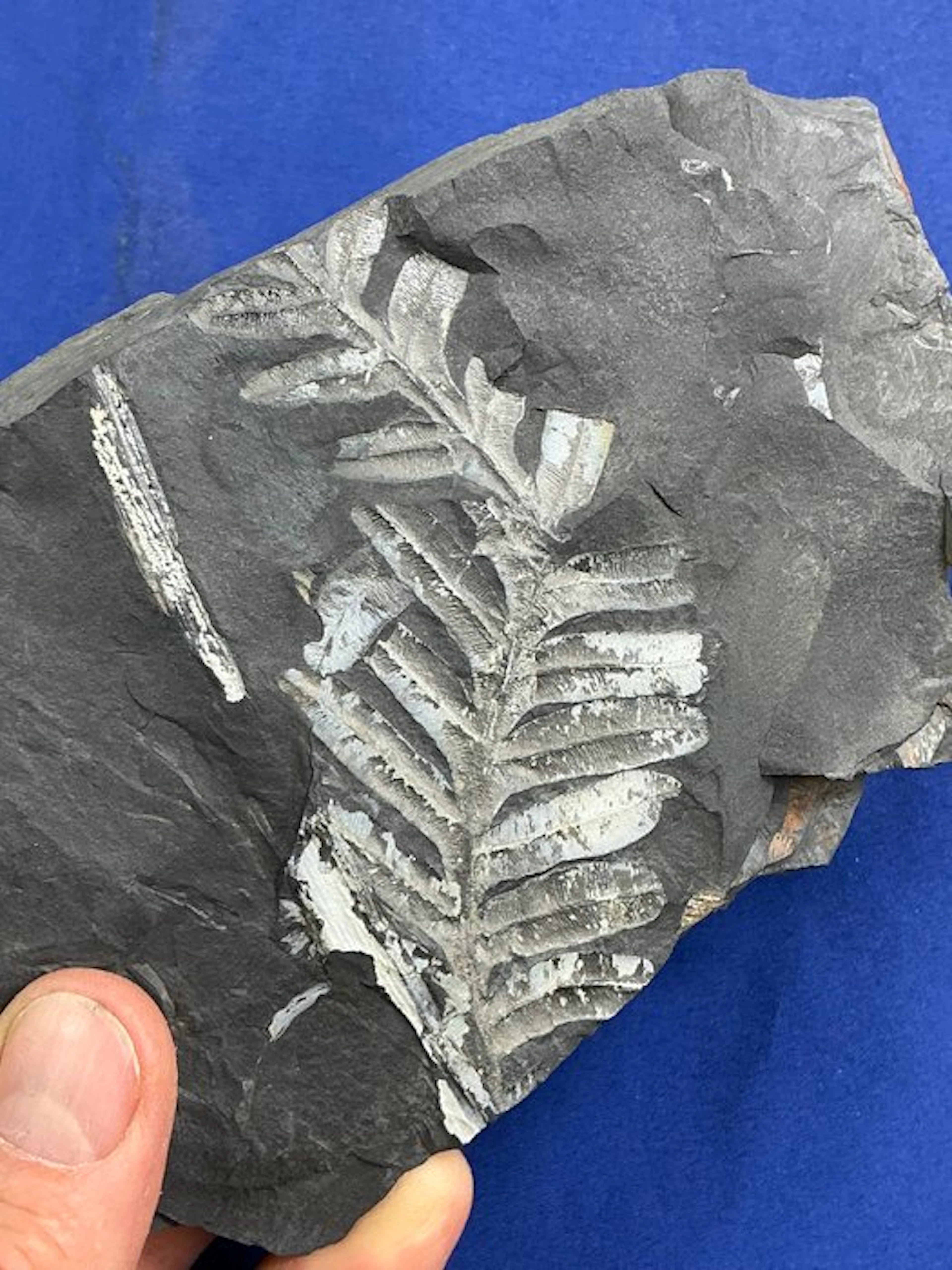 Amazing colourful plant fossil - Fossilised plant - Alethopteris sp