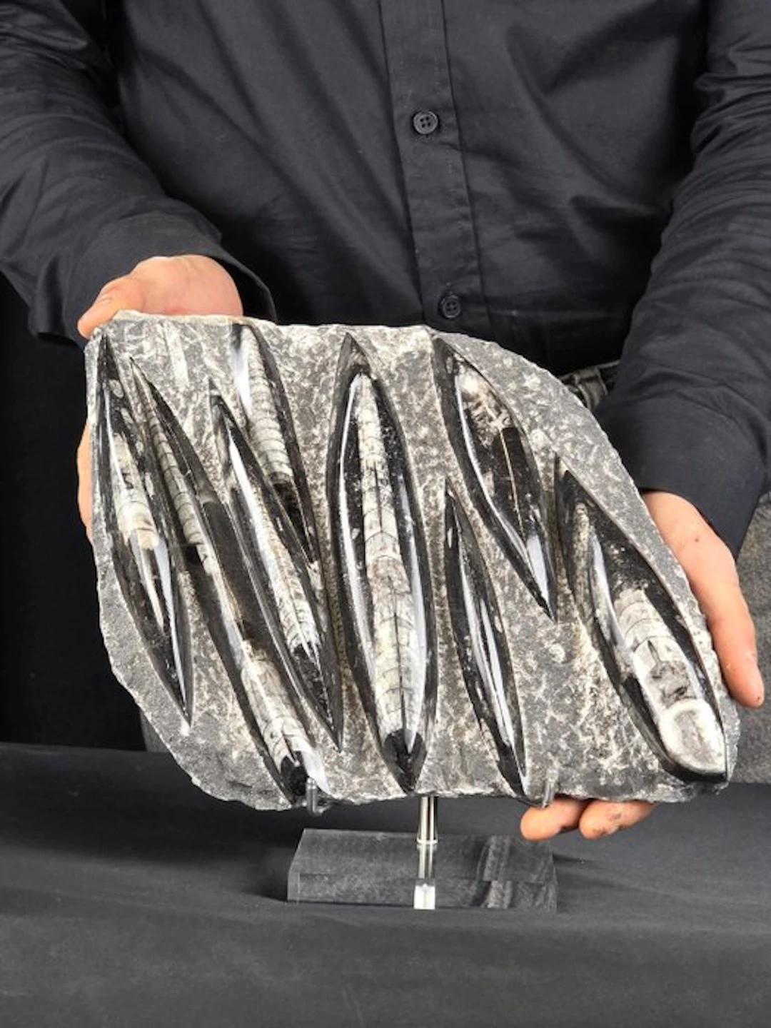 Orthoceras - Fossilised animal (No reserve price)