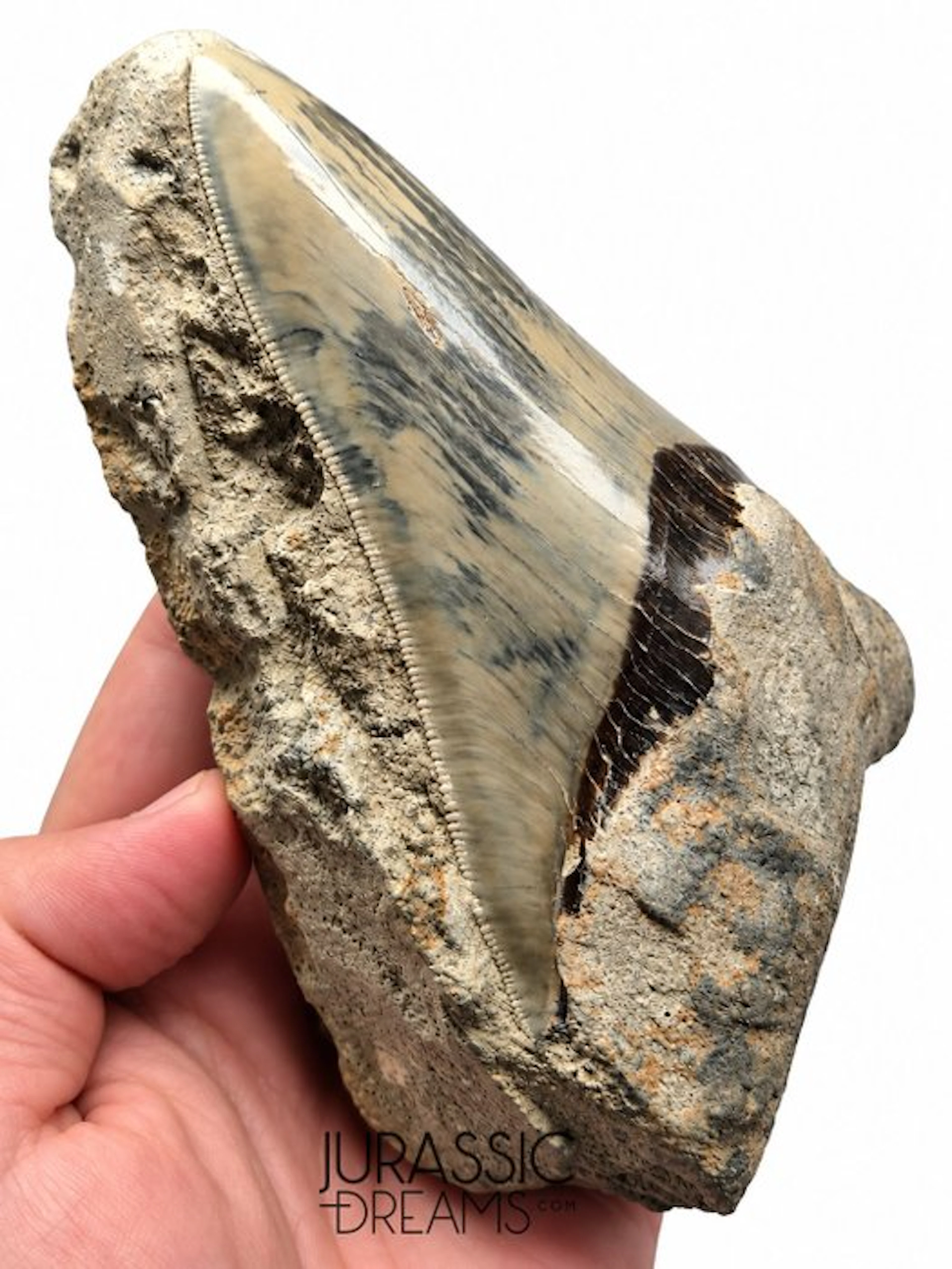 Gem Grade Blue Huge 12cm Killer Megalodon Tooth in Matrix...