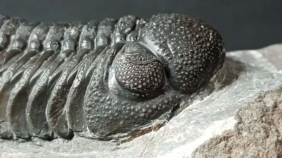 Trilobite - Fossil carapace - Morocops Ovatus
