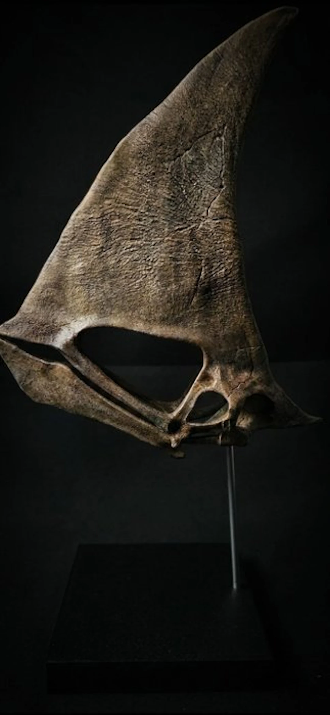 Caiuajara replica, 35 cm - Fossil skull (No reserve price)