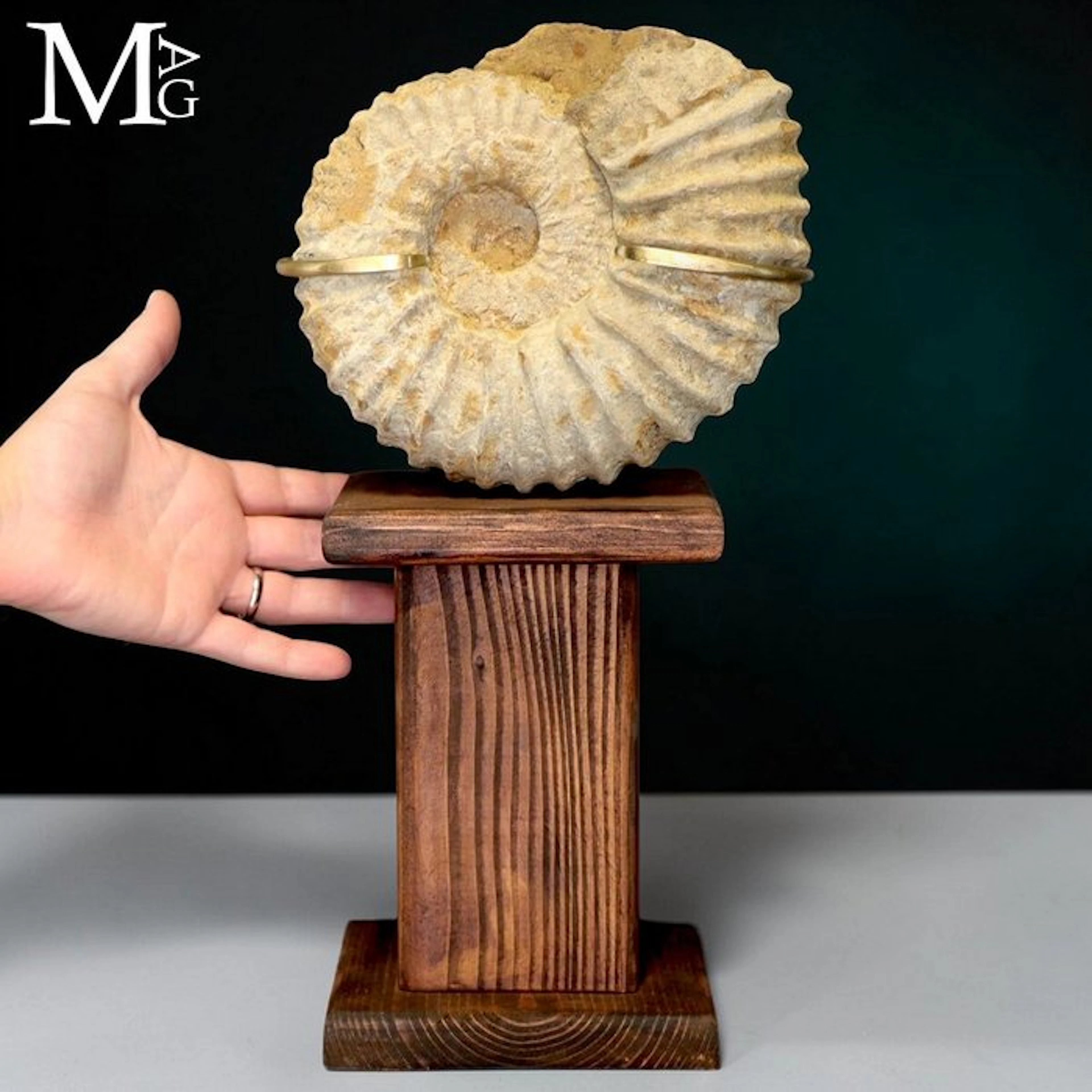 Douvilleceras Ammonite Fossil from Cretaceous Era Natural...