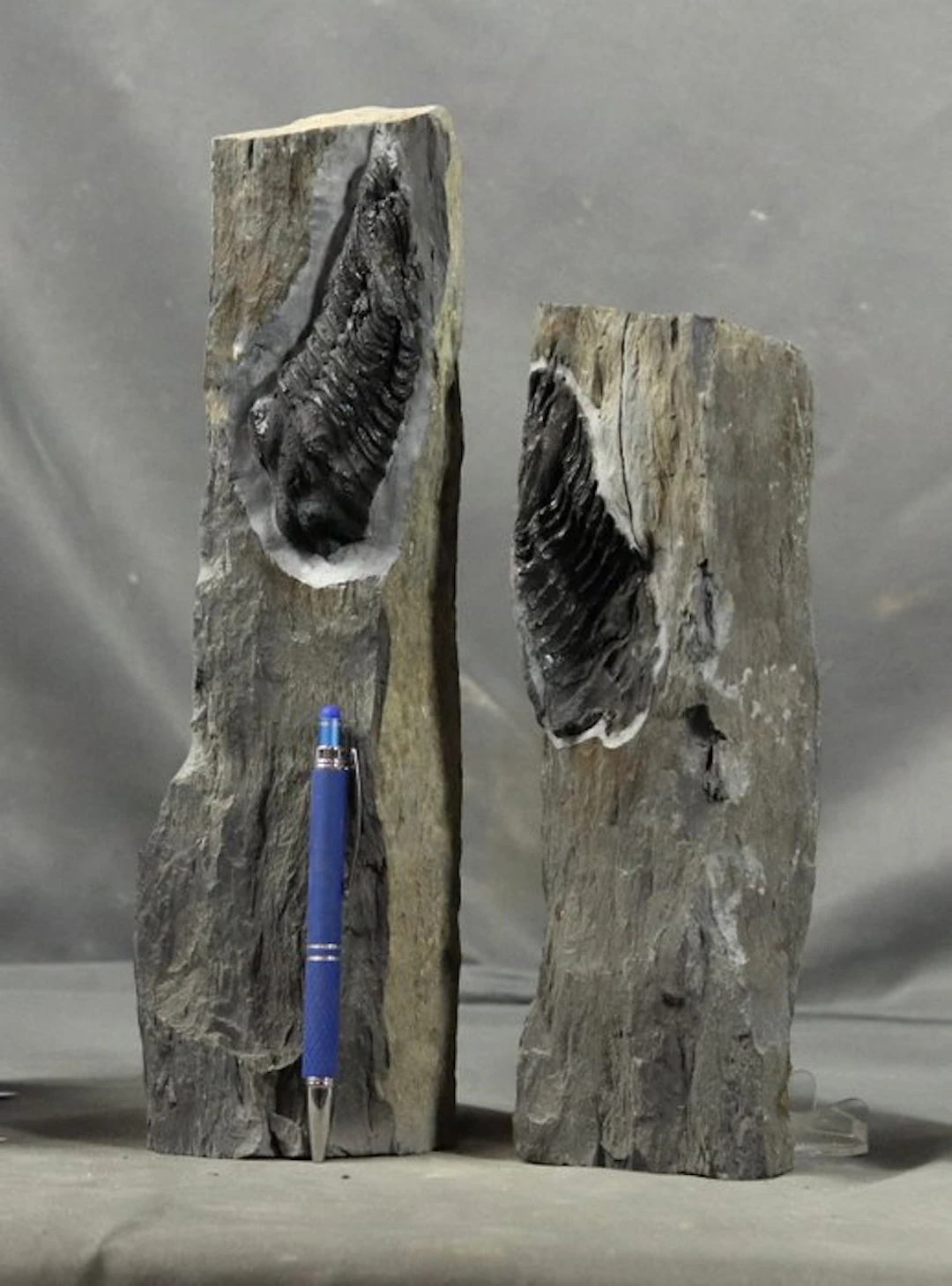Big trilobite ,neg + pos on matrix - Fossilised animal - Neseuretus tristani