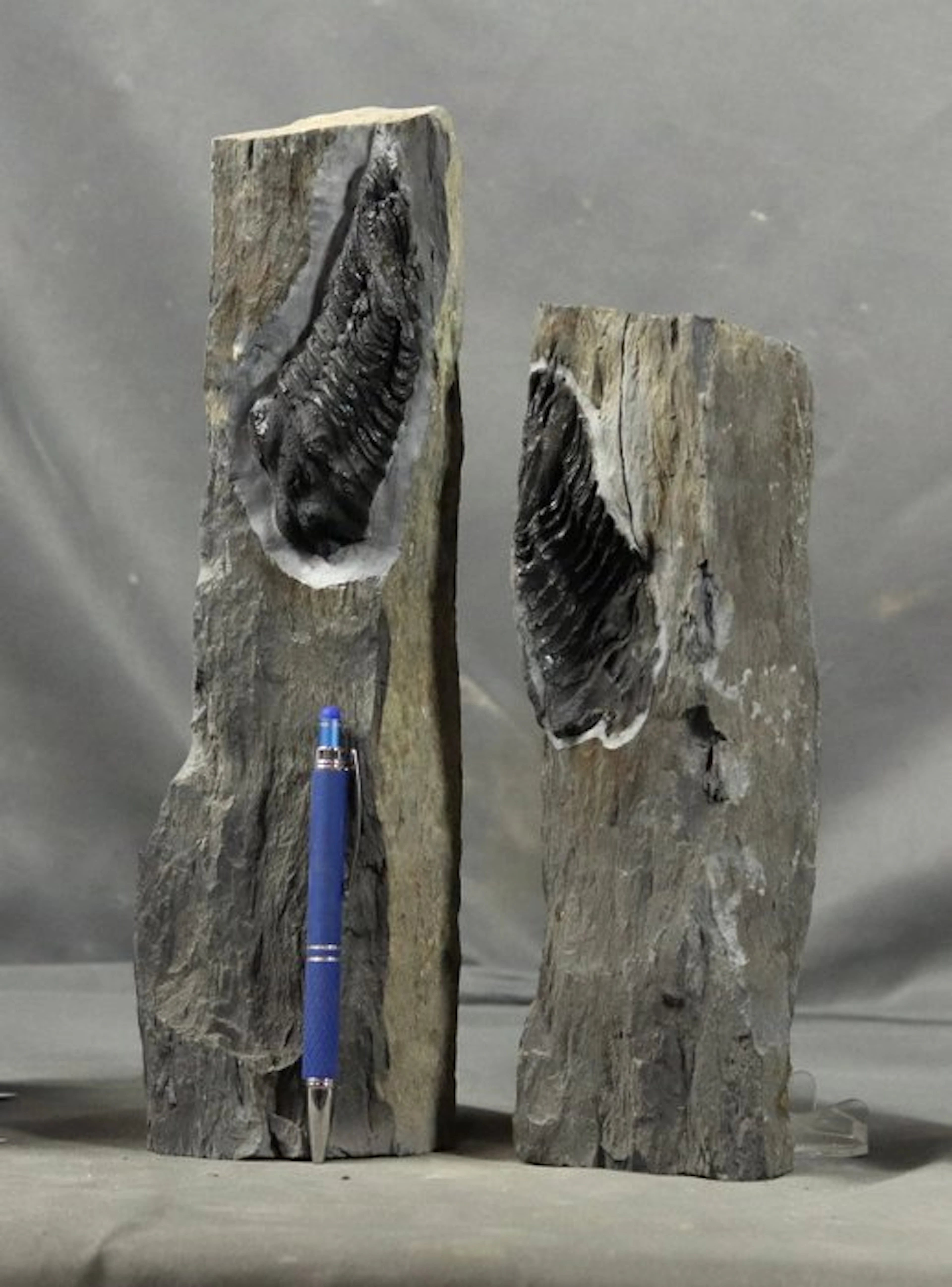 Big trilobite ,neg + pos on matrix - Fossilised animal - Neseuretus tristani