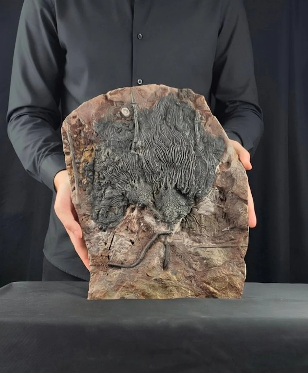 Crinoid - Fossilised animal - 38 cm - 29 cm