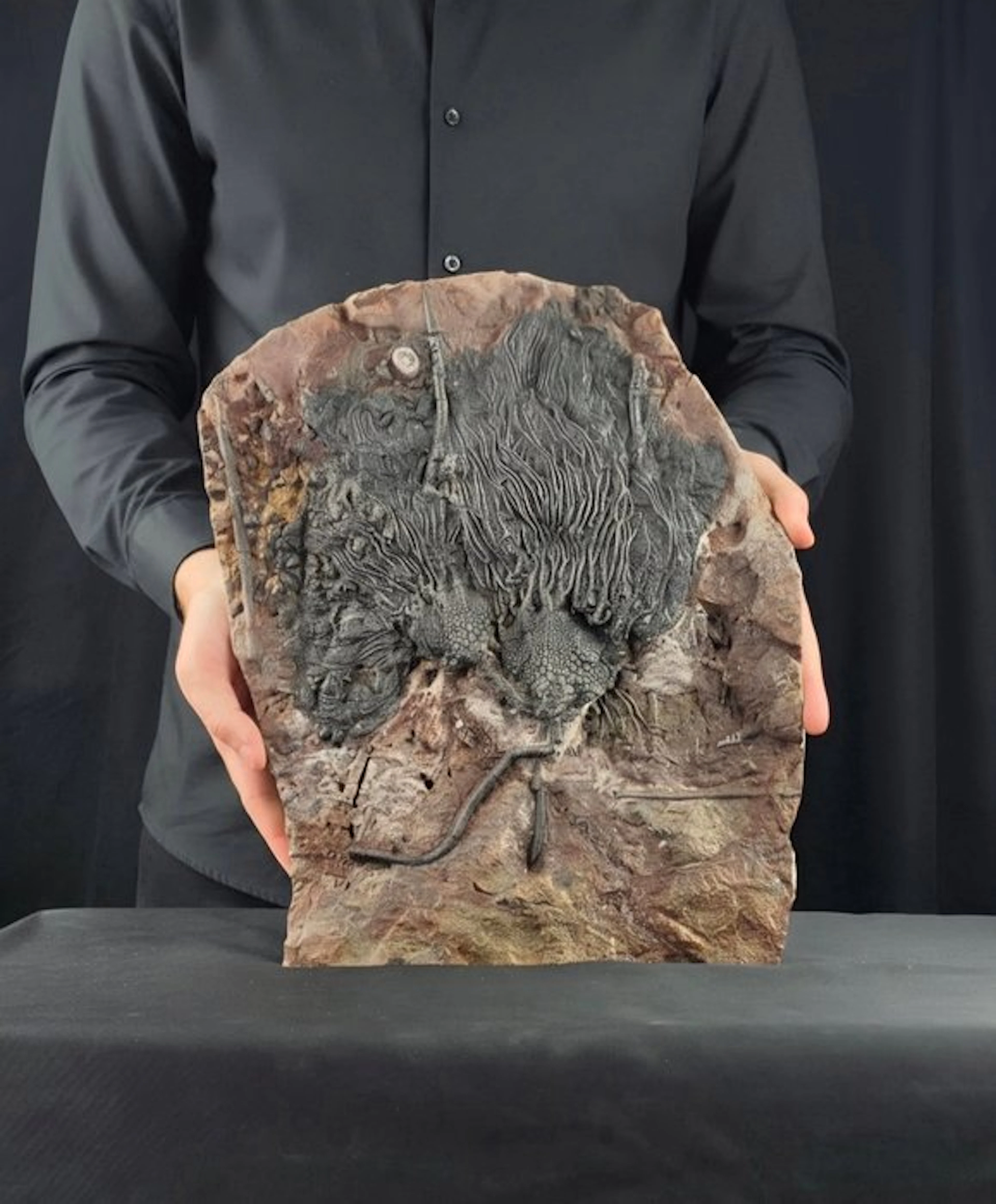 Crinoid - Fossilised animal - 38 cm - 29 cm