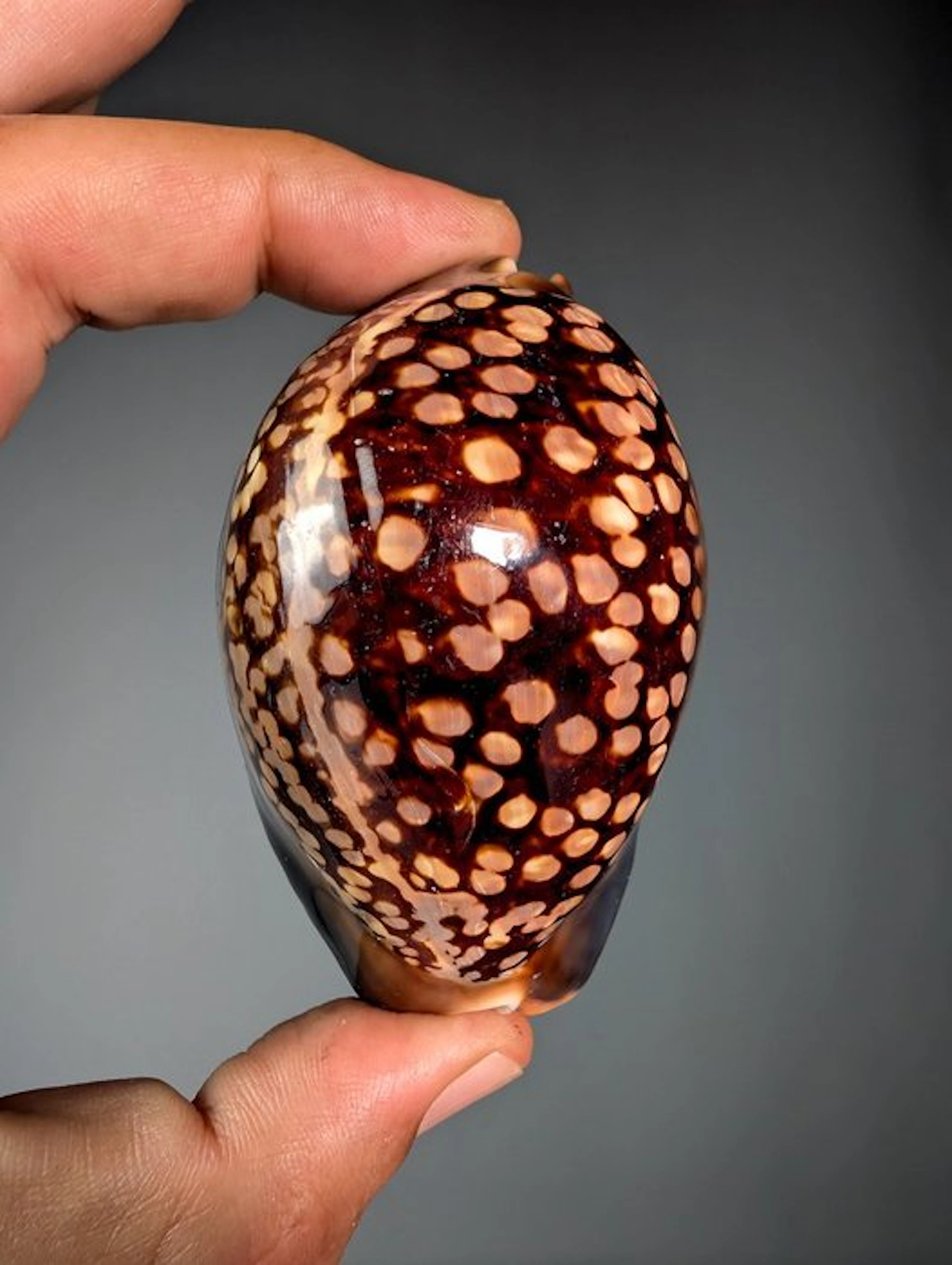 Collectible seashell - Cypraea mauritiana – Dark Sea...