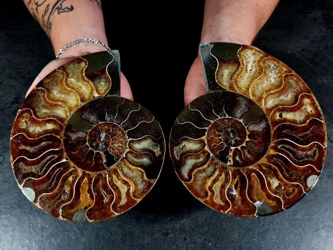 Nautiloidea - Fossilised animal - cleoniceras in sezione - 17 cm - 14 cm