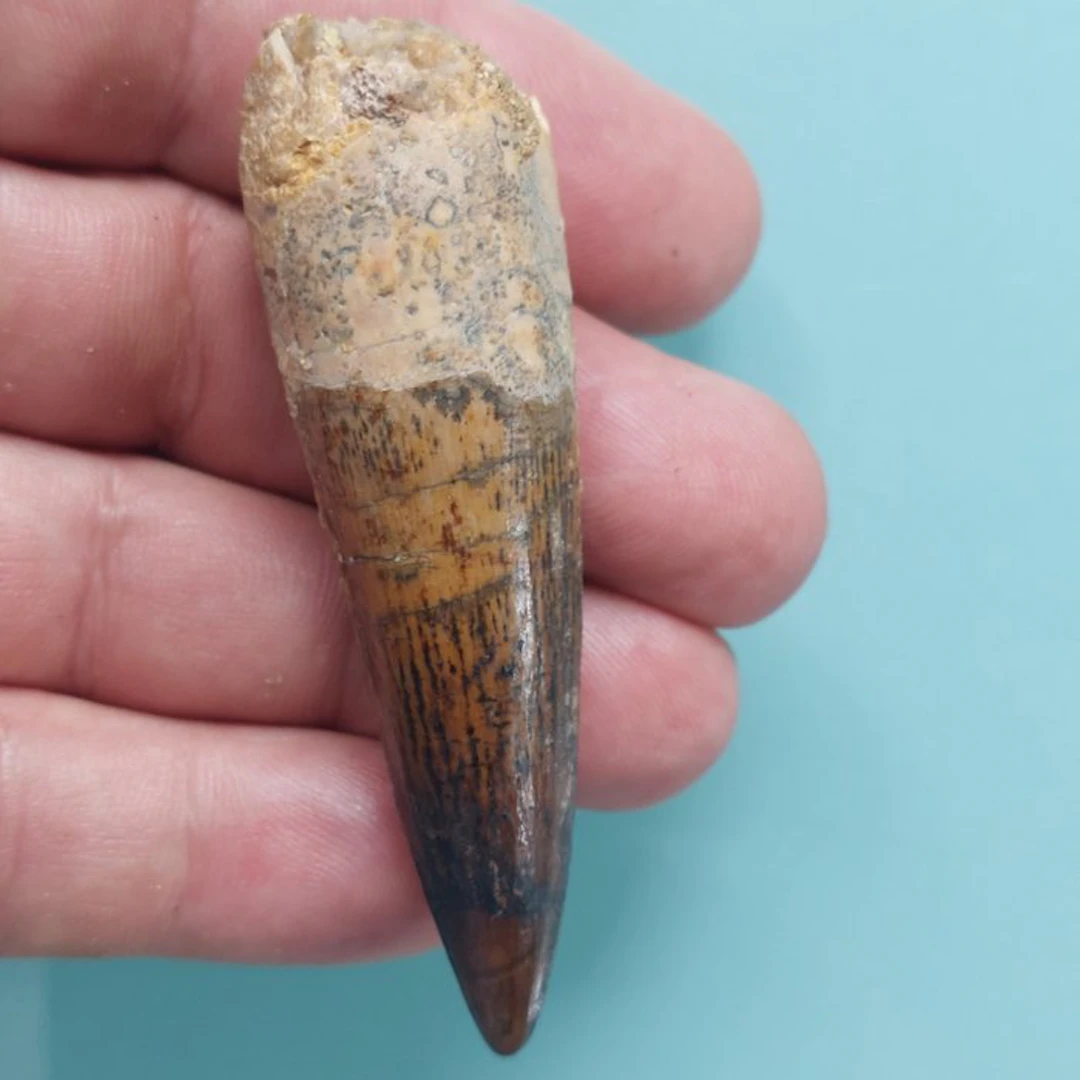 Spinosaur - Fossil tooth - 75 mm - 20 cm