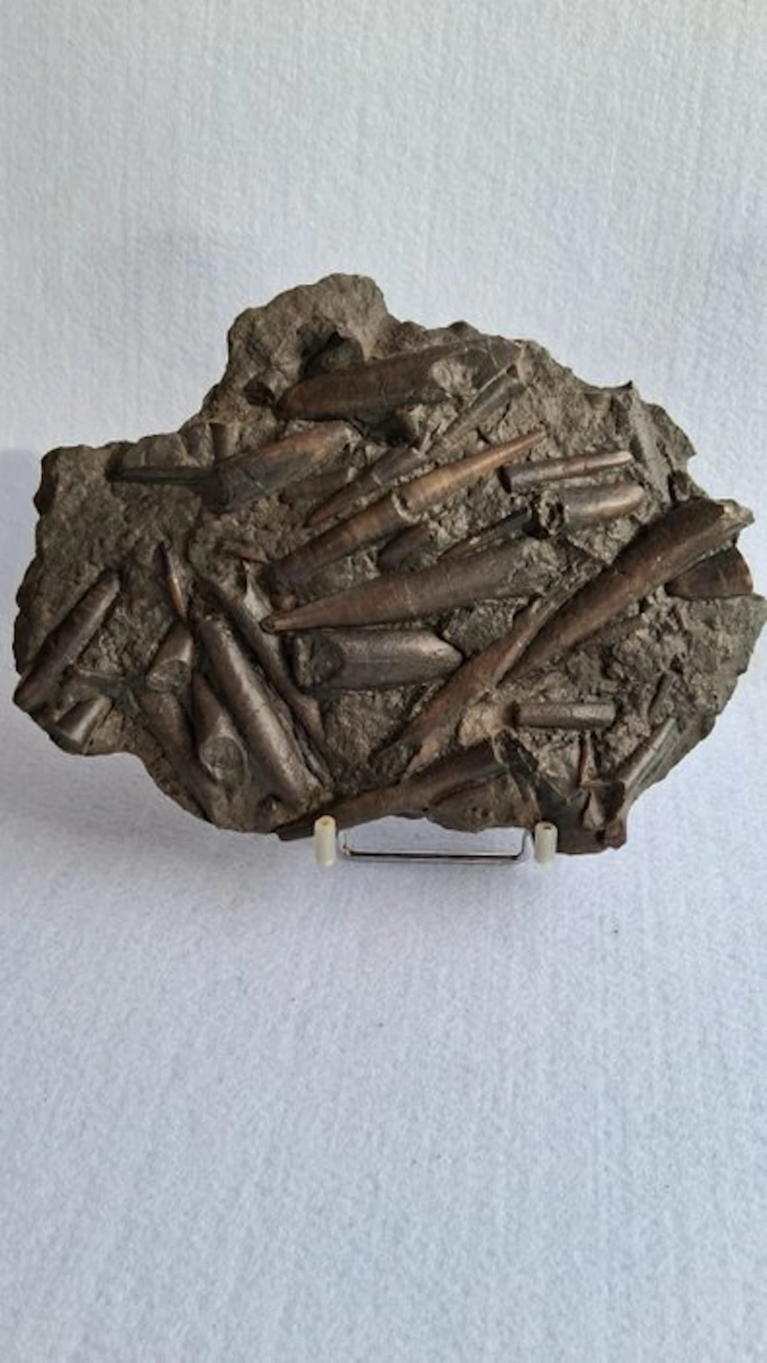 Belemnite - Fossil mortality plate - 4 cm - 25 cm (No reserve price)