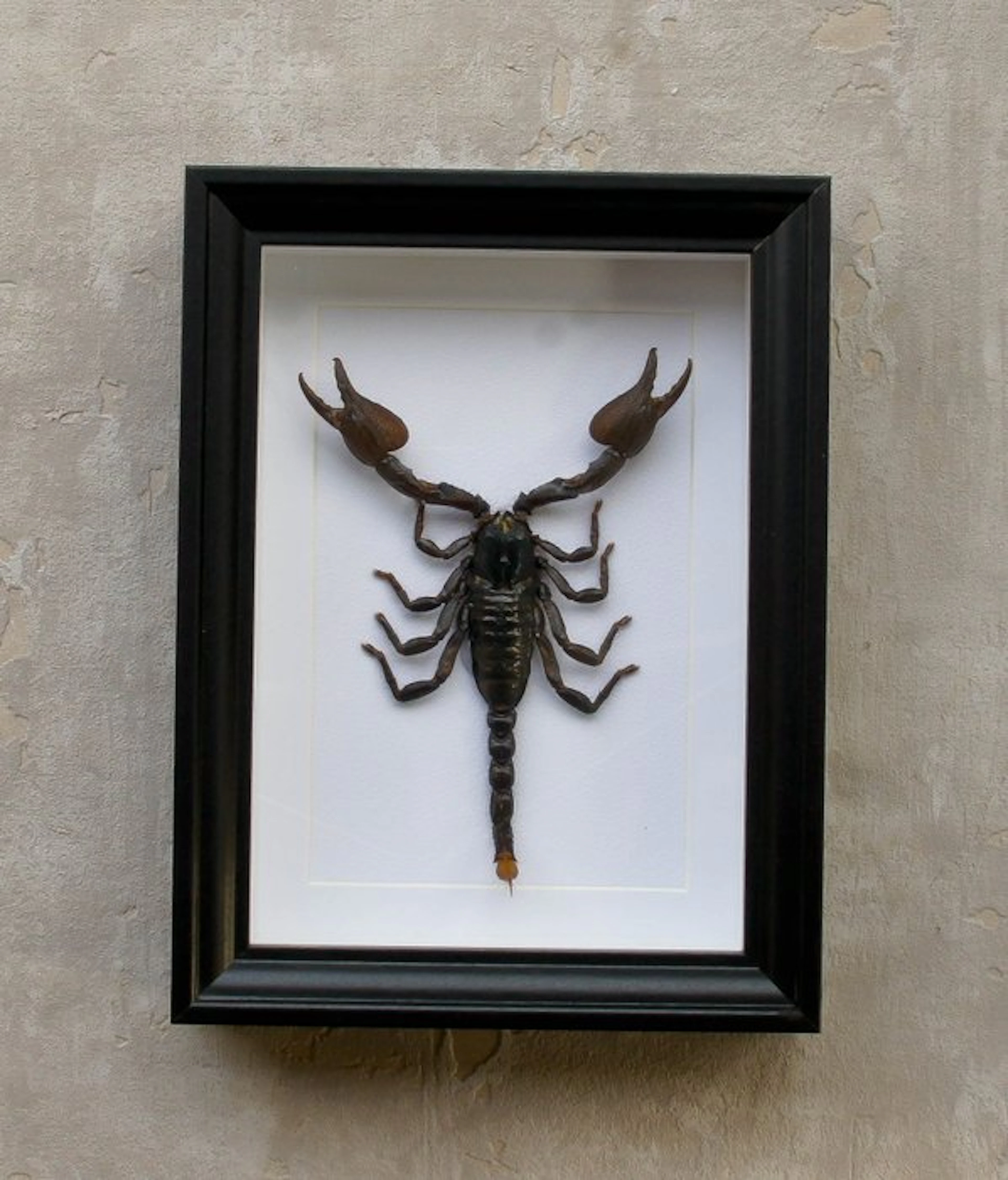 Scorpion Taxidermy full body mount - Scorpion...