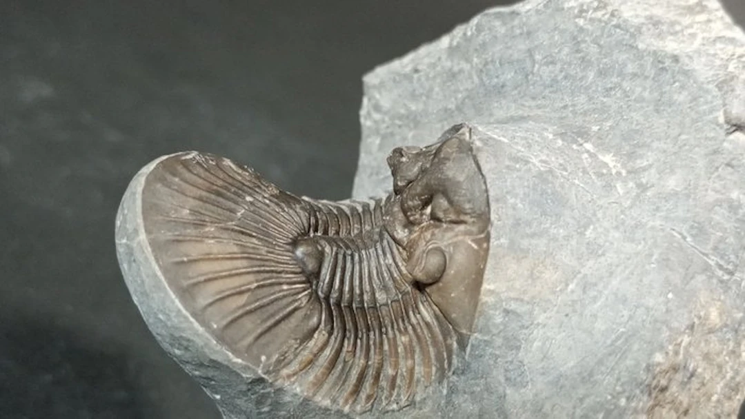Trilobite - Fossil carapace - Scabriscutellum (Rheiscutellum) Hammadi - 8.5 cm