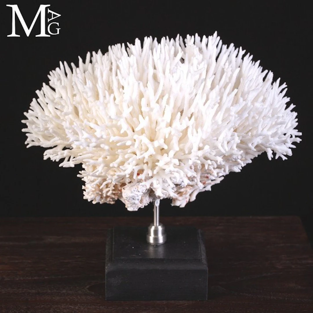 Seriatopora Hystrix Coral Specimen - Coral from Solomon...