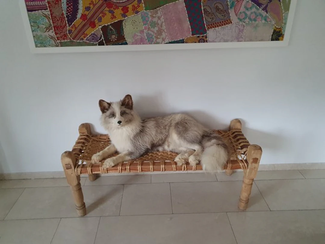 Silver Fox Taxidermy full body mount - Onbekend - 35 cm...