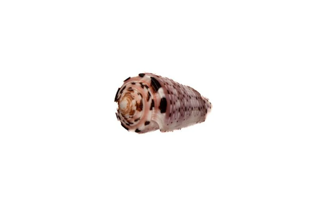 Colorful collector's piece: Conus aurisiacus (45 mm) – GEM-quality from Phuket