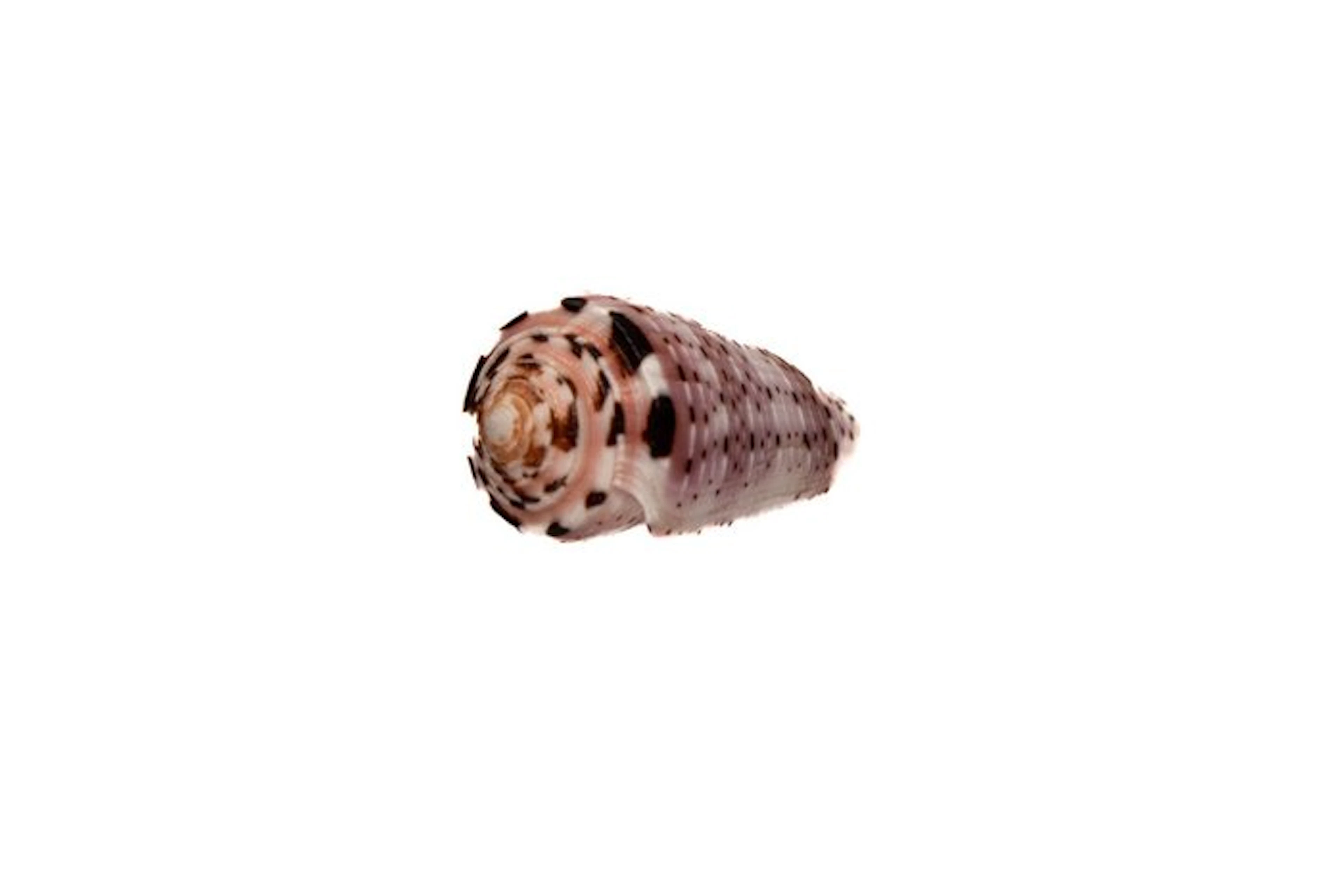 Colorful collector's piece: Conus aurisiacus (45 mm) – GEM-quality from Phuket