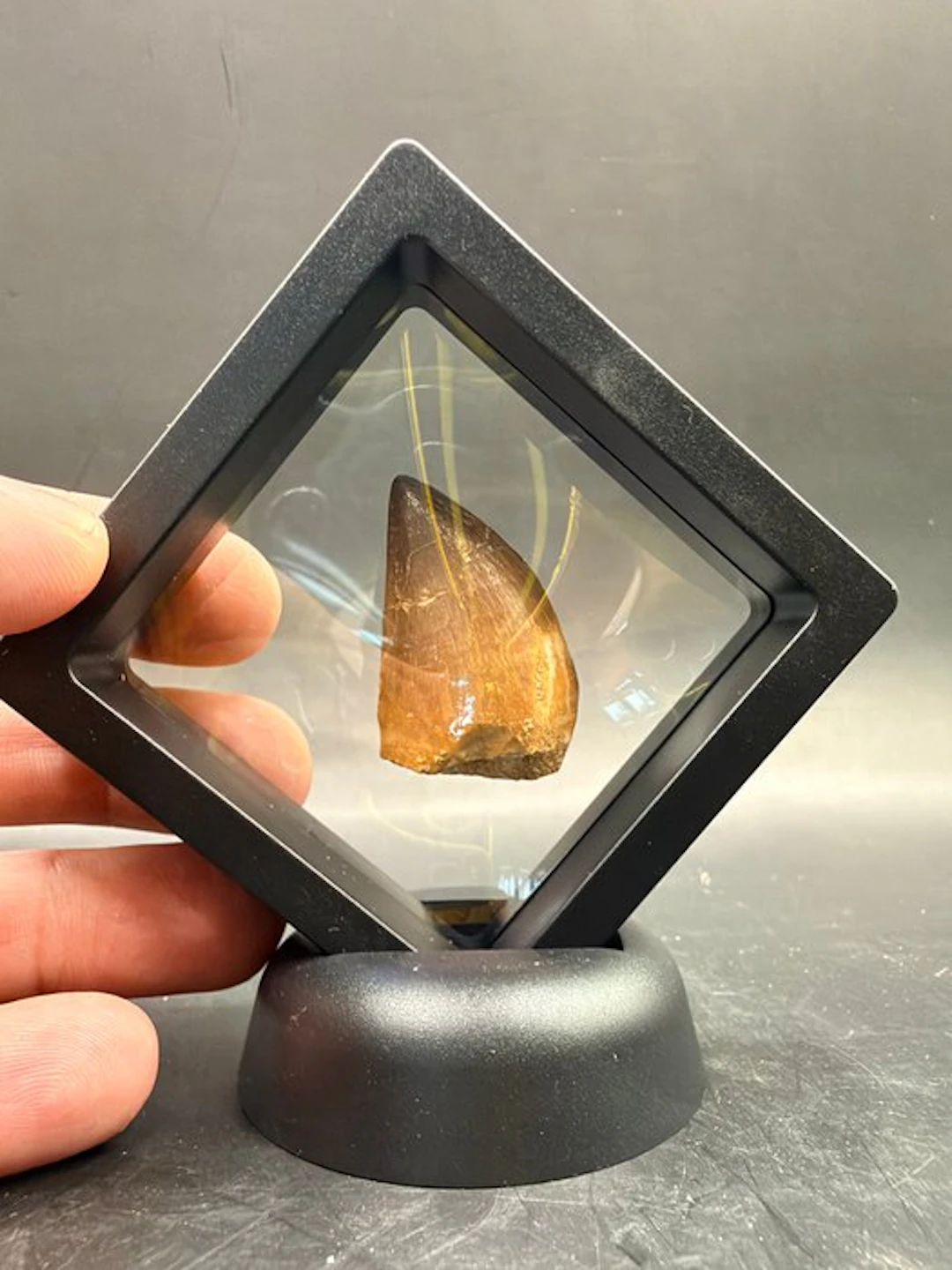 Mosasaur - Fossil tooth - Mosasaurus - 3.9 cm (No reserve price)