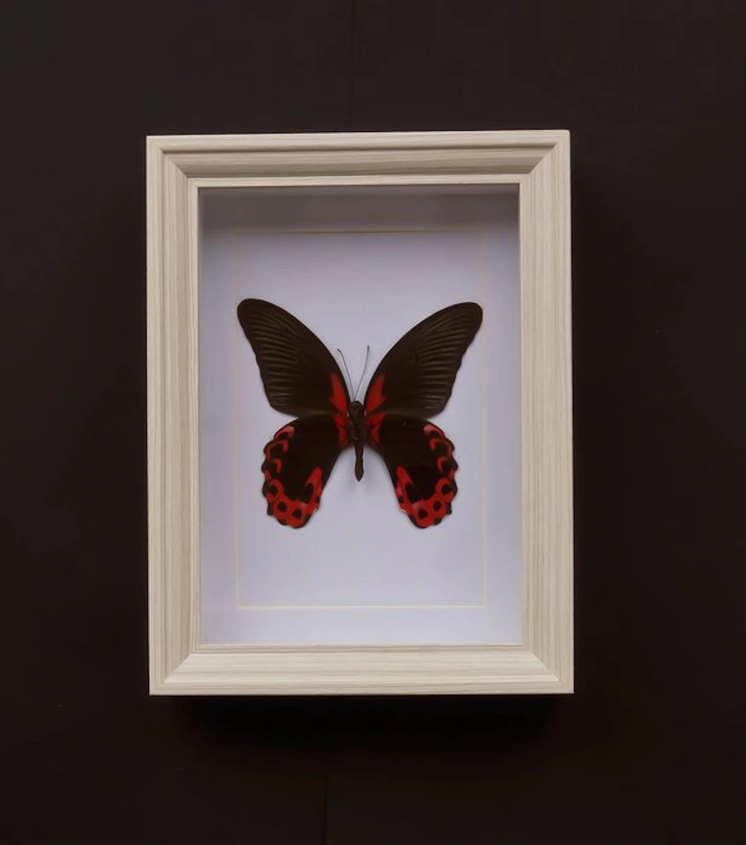 Butterfly Taxidermy full body mount - Papilio rumanzovia...