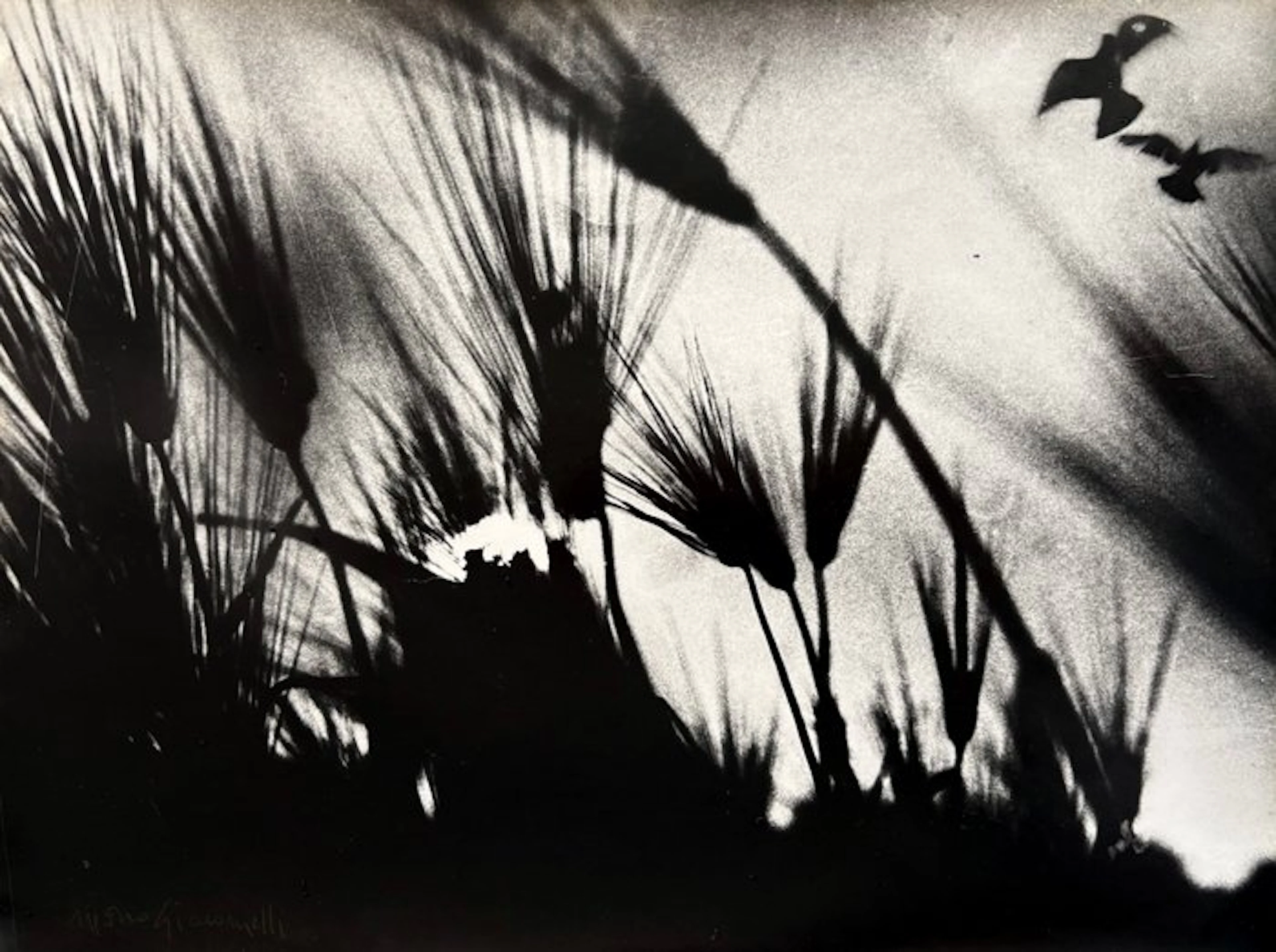 Mario Giacomelli (1925–2000) - Spoon River FIRMATA