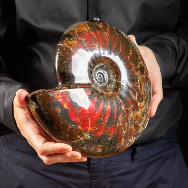 Extremely Rare - Museum Item - A fantastic Ammonite with...
