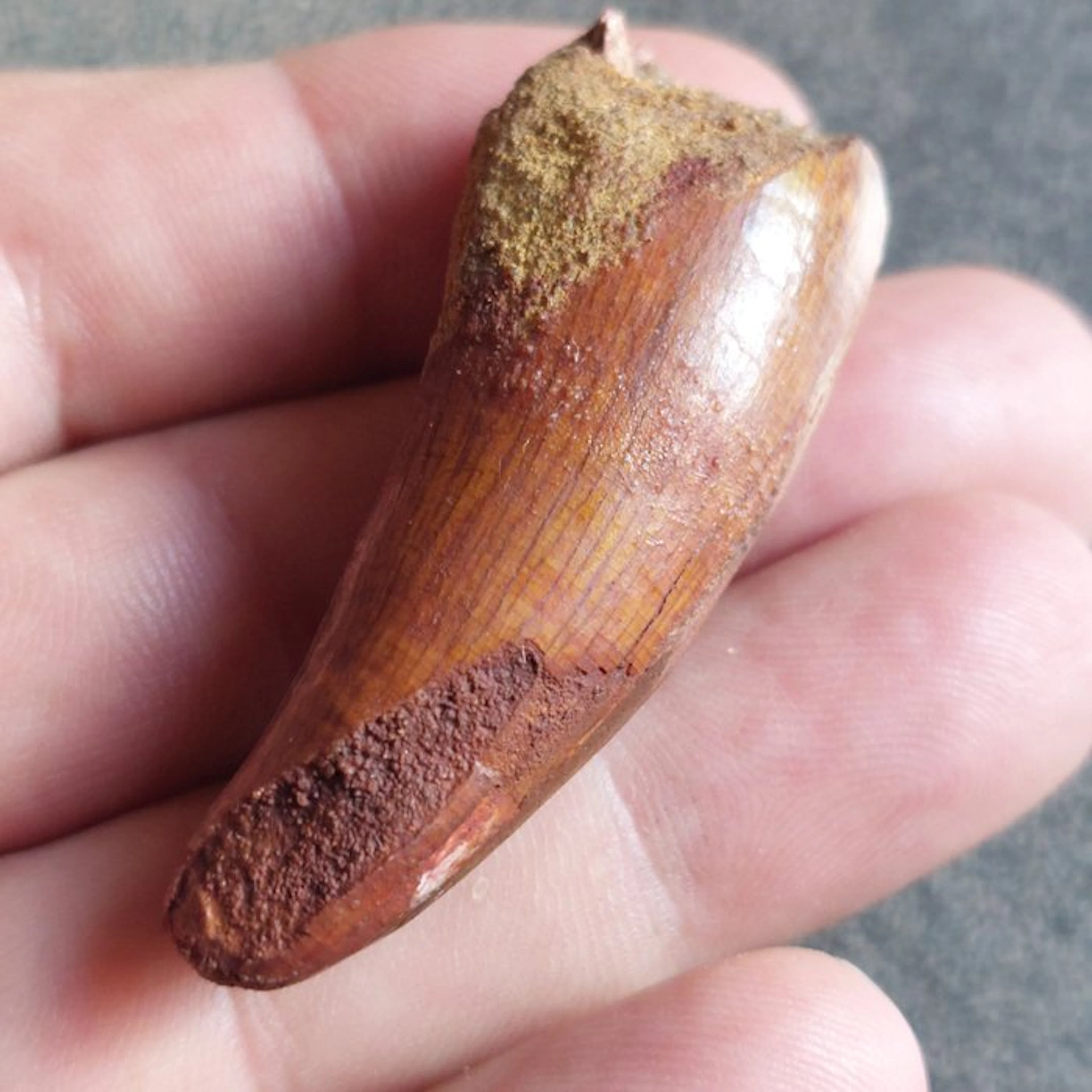 Spinosaur - Fossil tooth - Spinosaurus aegyptiacus - 60...