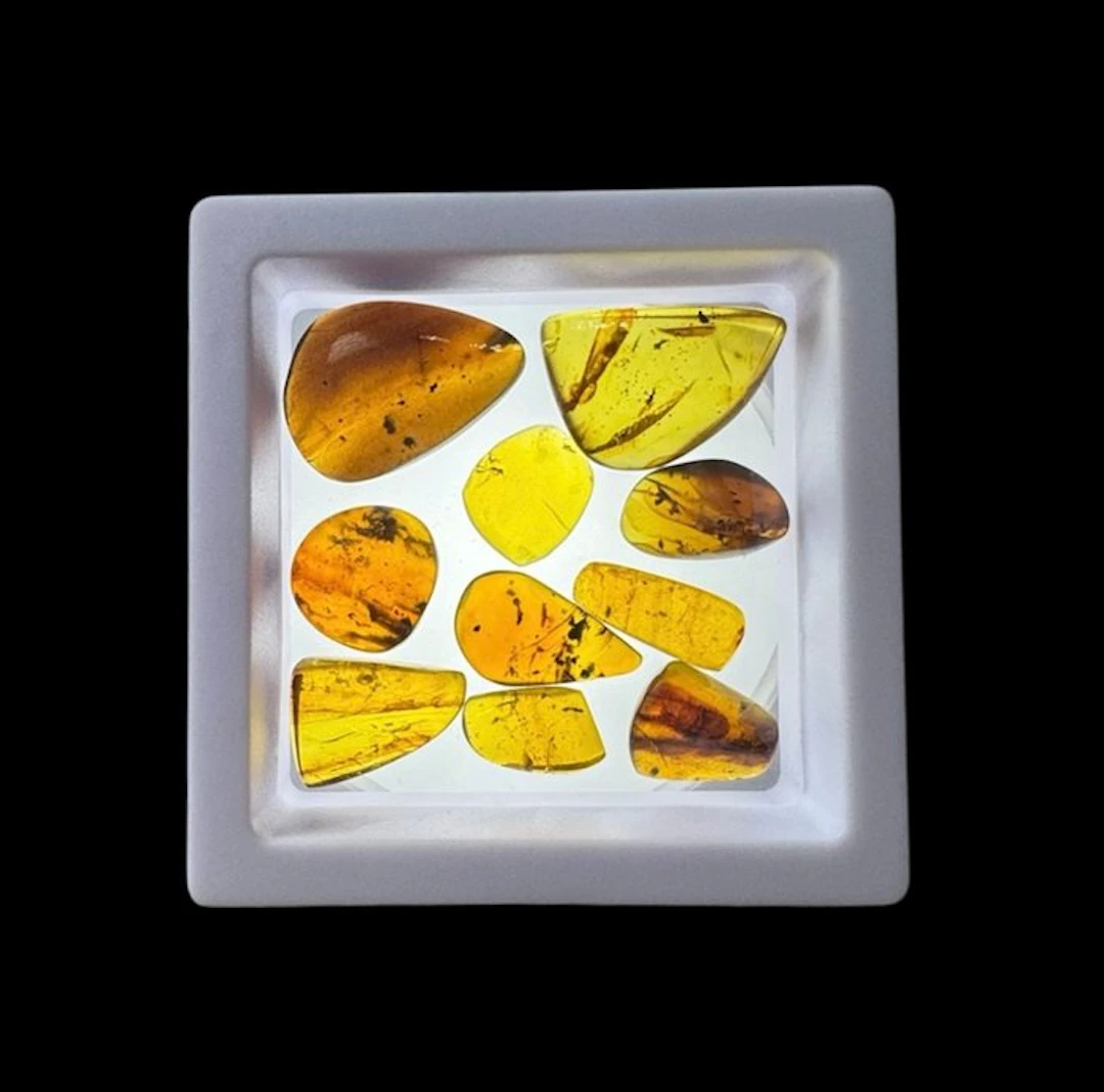 Burmese amber - Amber - Burmese Amber – 10 Pieces with...