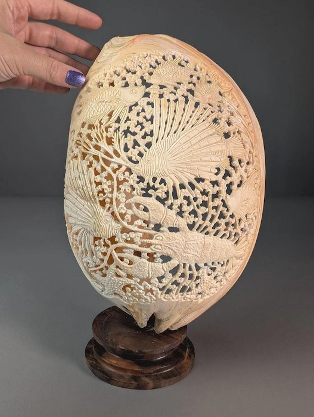 Intricately Hand-Carved Shell with Marine Life Sea shell - Melo umbilicatus