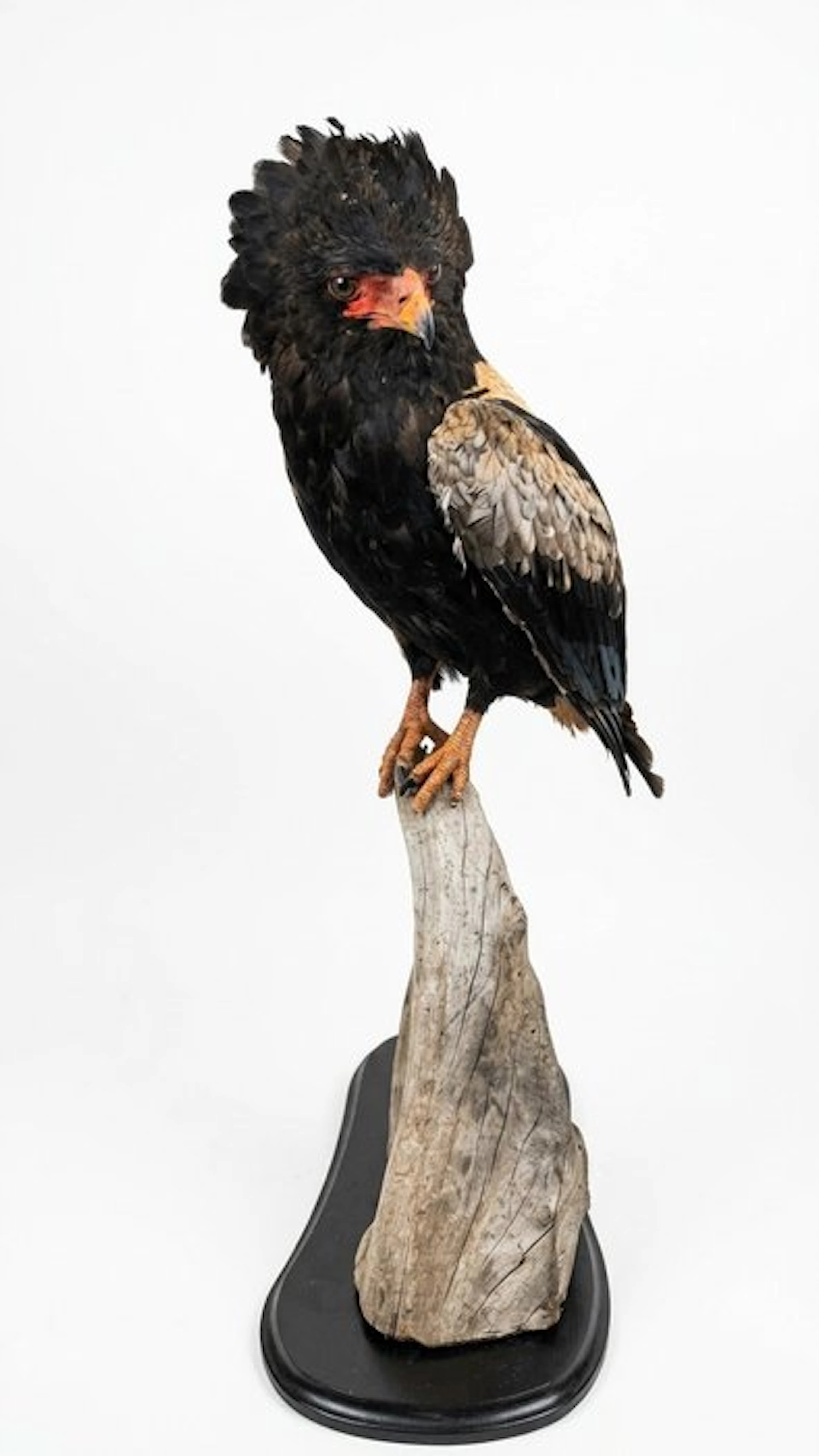Eagle Taxidermy full body mount - Terathopius ecaudatus...