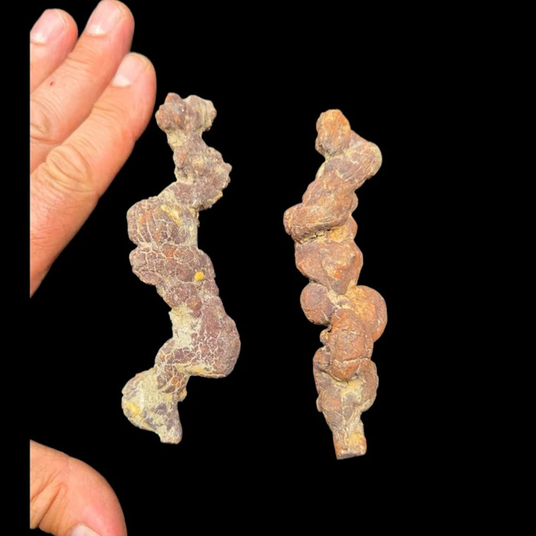 2 genuine fossilized prehistoric turtle droppings from Madagascar - Diorama