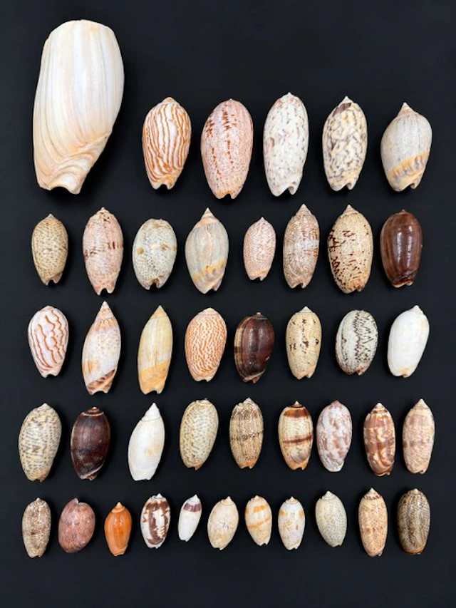 Collection of 42 natural marine shells – Olividae –...