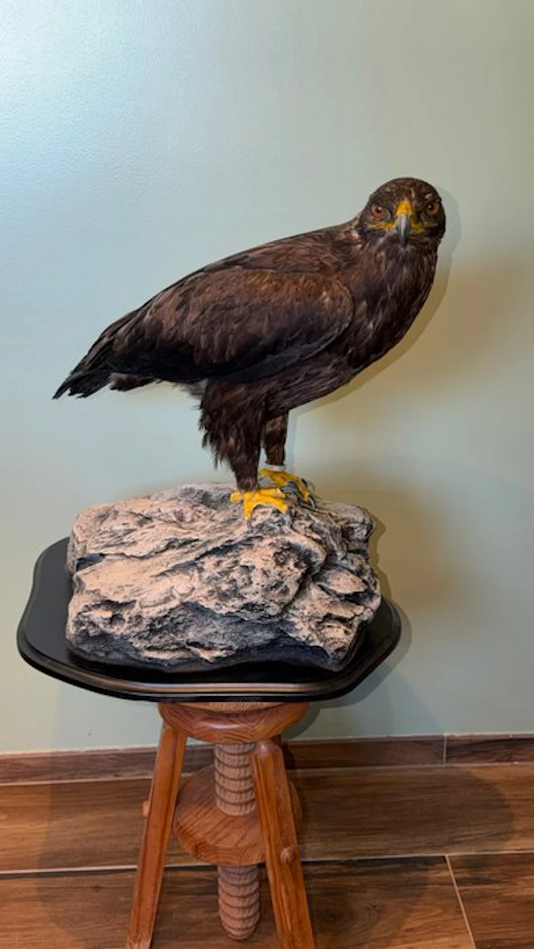 Eagle Taxidermy full body mount - Aquila nipalensis...