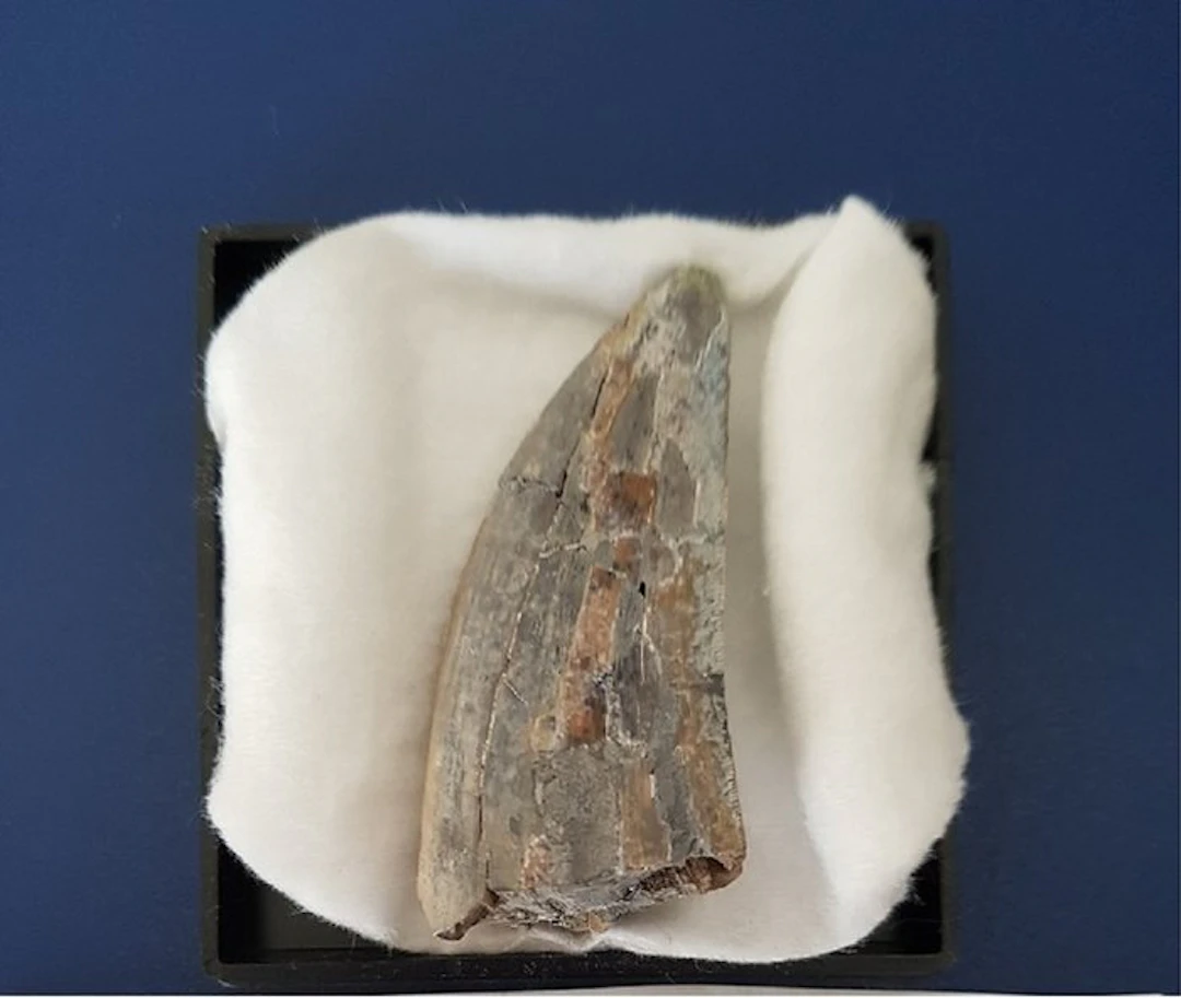 Tyrannosaurus Rex - Fossil tooth - T. Rex