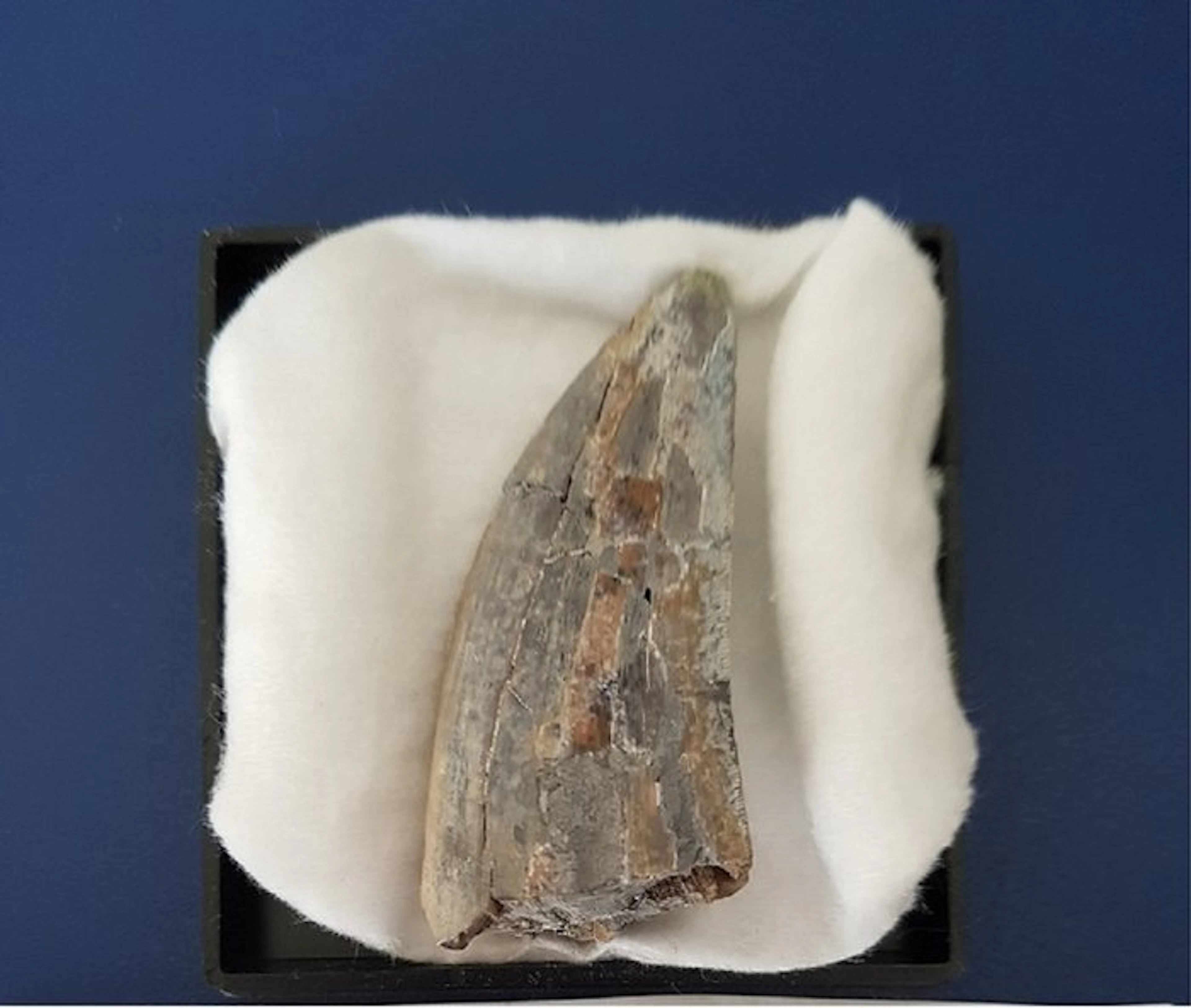 Tyrannosaurus Rex - Fossil tooth - T. Rex