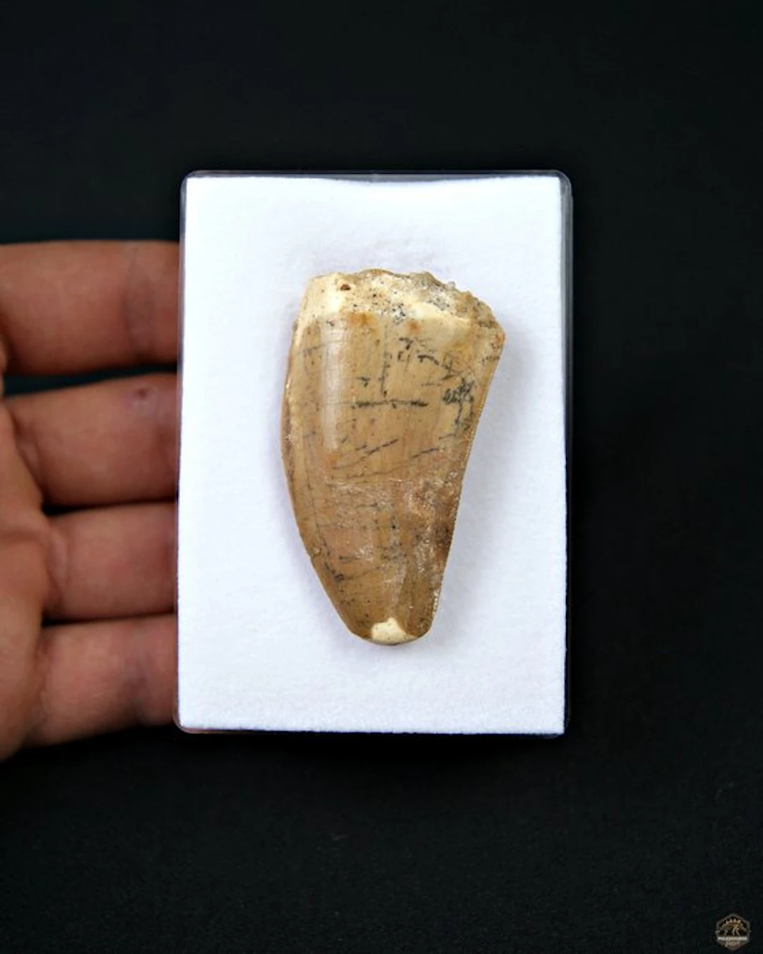 Dinosaur - Fossil tooth - Carcharodontosaurus Saharicus