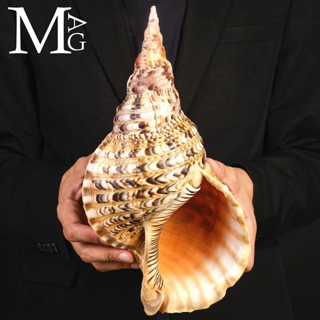 Charonia tritonis – Giant Triton – 331 mm Charonia...