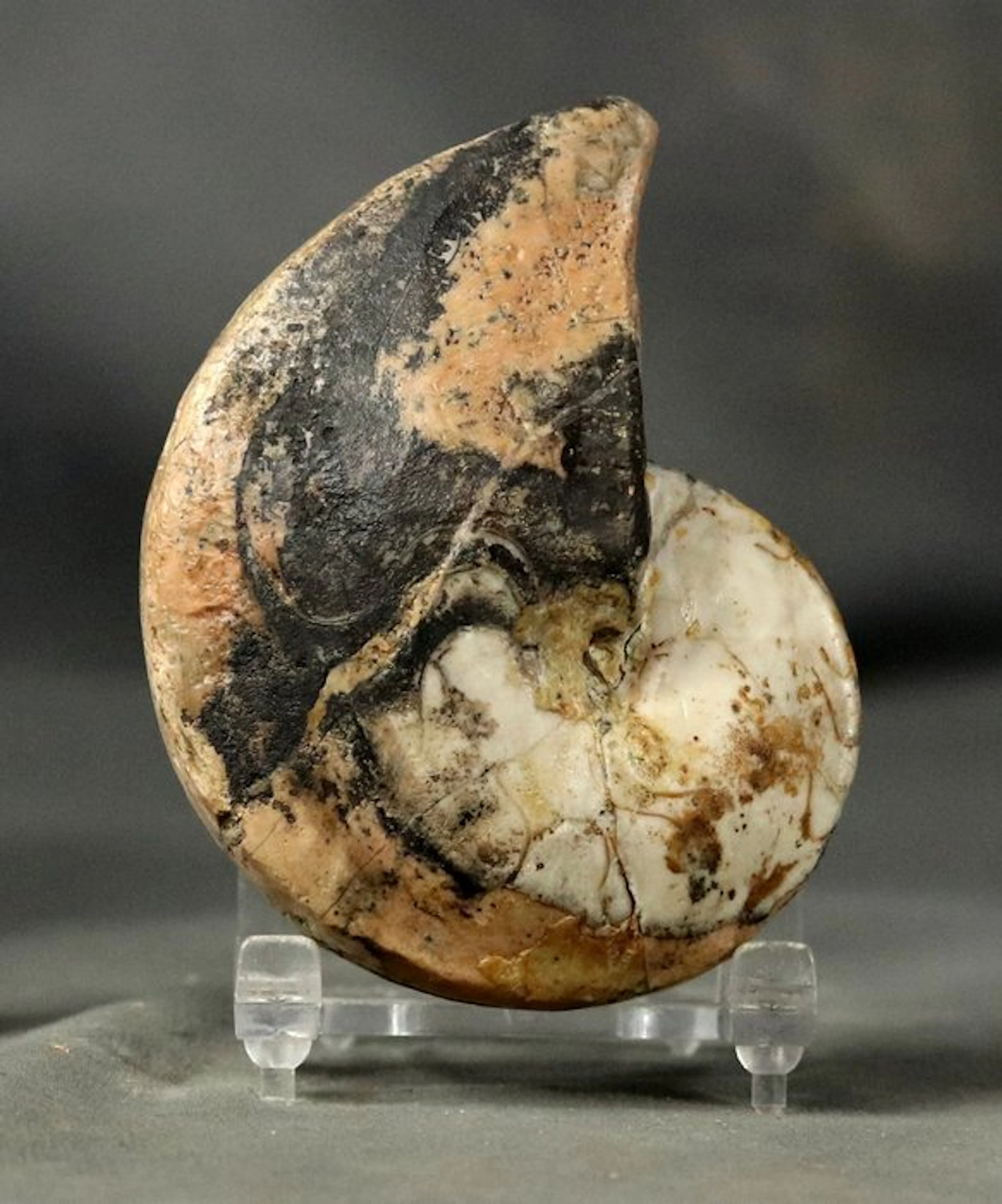 Rare nautiloid - Outstanding condition - Fossilised...