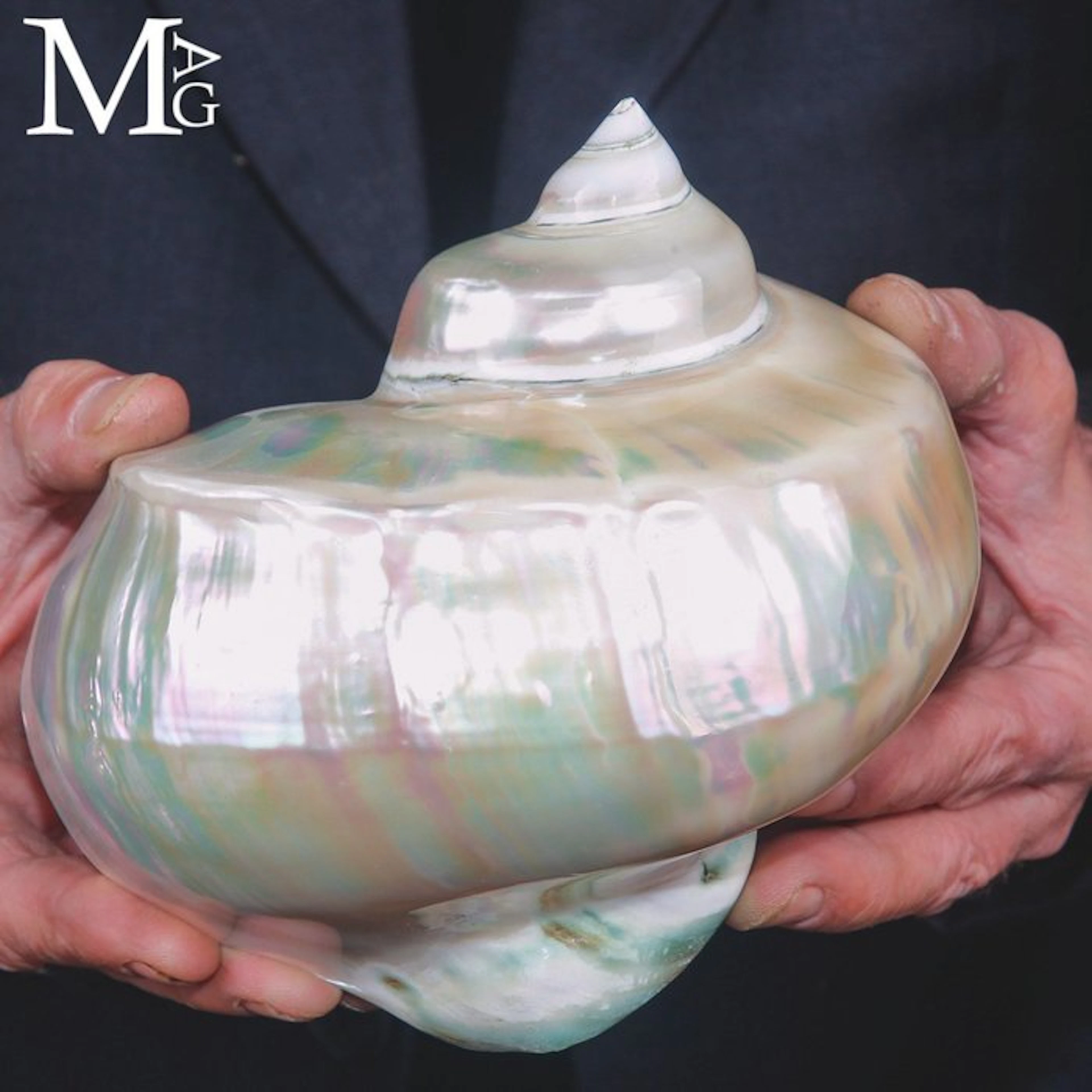 Polished Turbo Marmoratus Shell - Brilliant