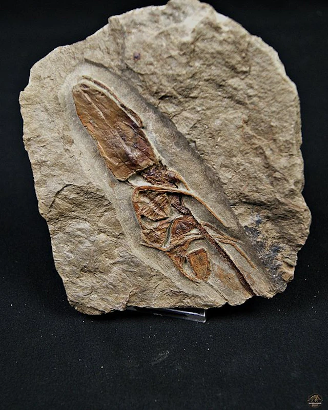 Trilobite - Fossilised animal - Ampyx cf. priscus