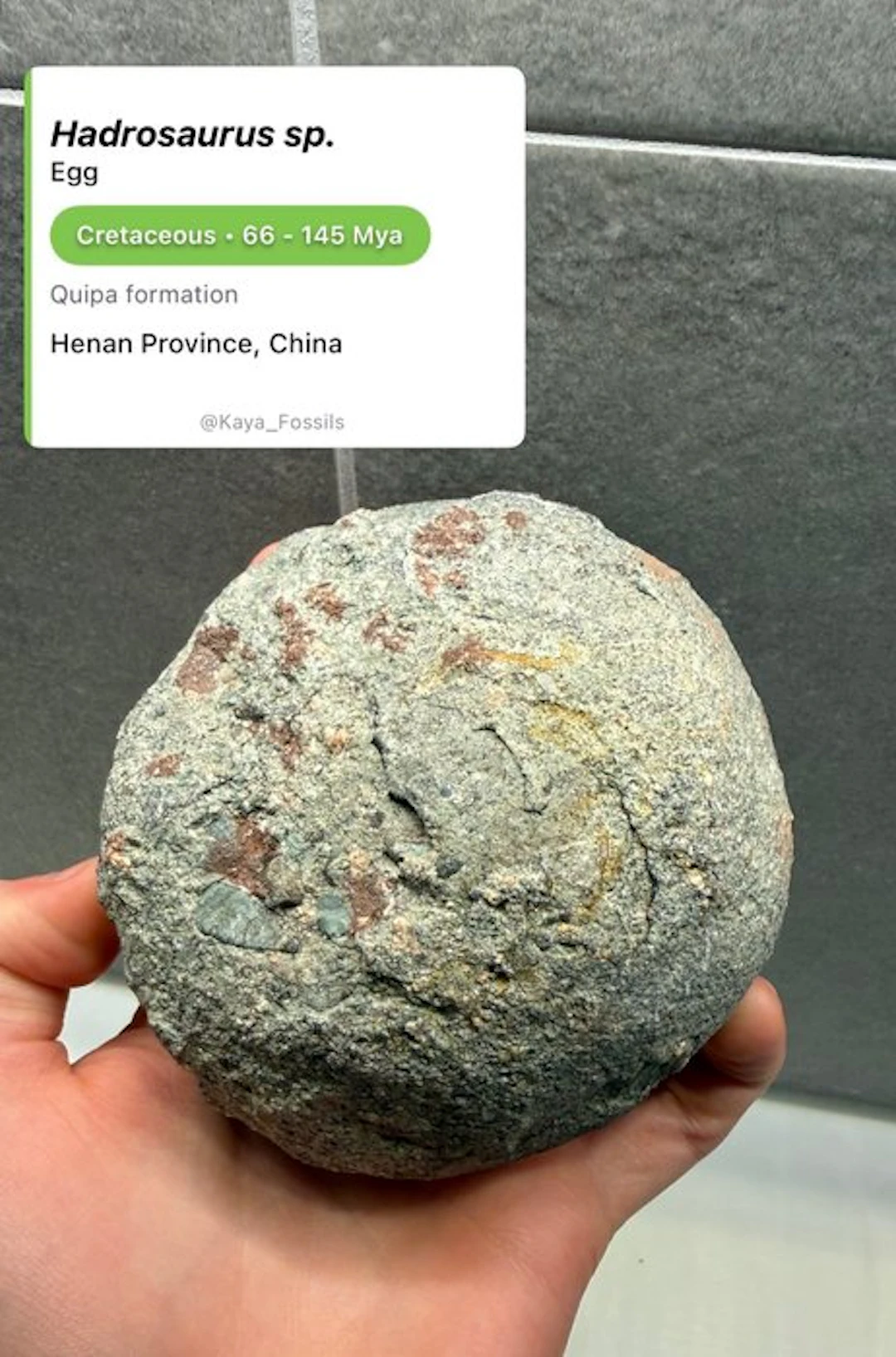 Dinosaur - Fossilised egg - Hadrosaurus sp