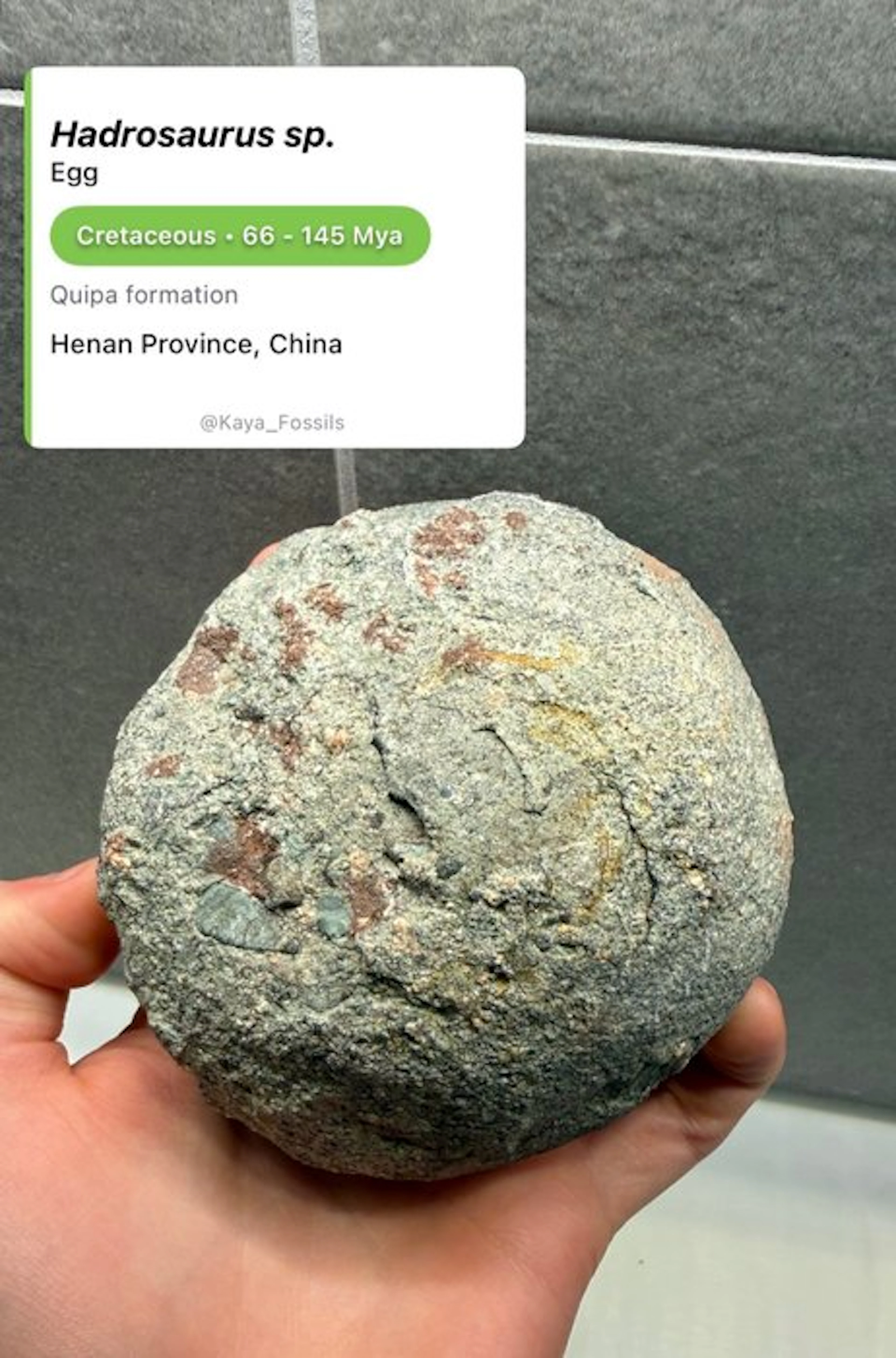 Dinosaur - Fossilised egg - Hadrosaurus sp