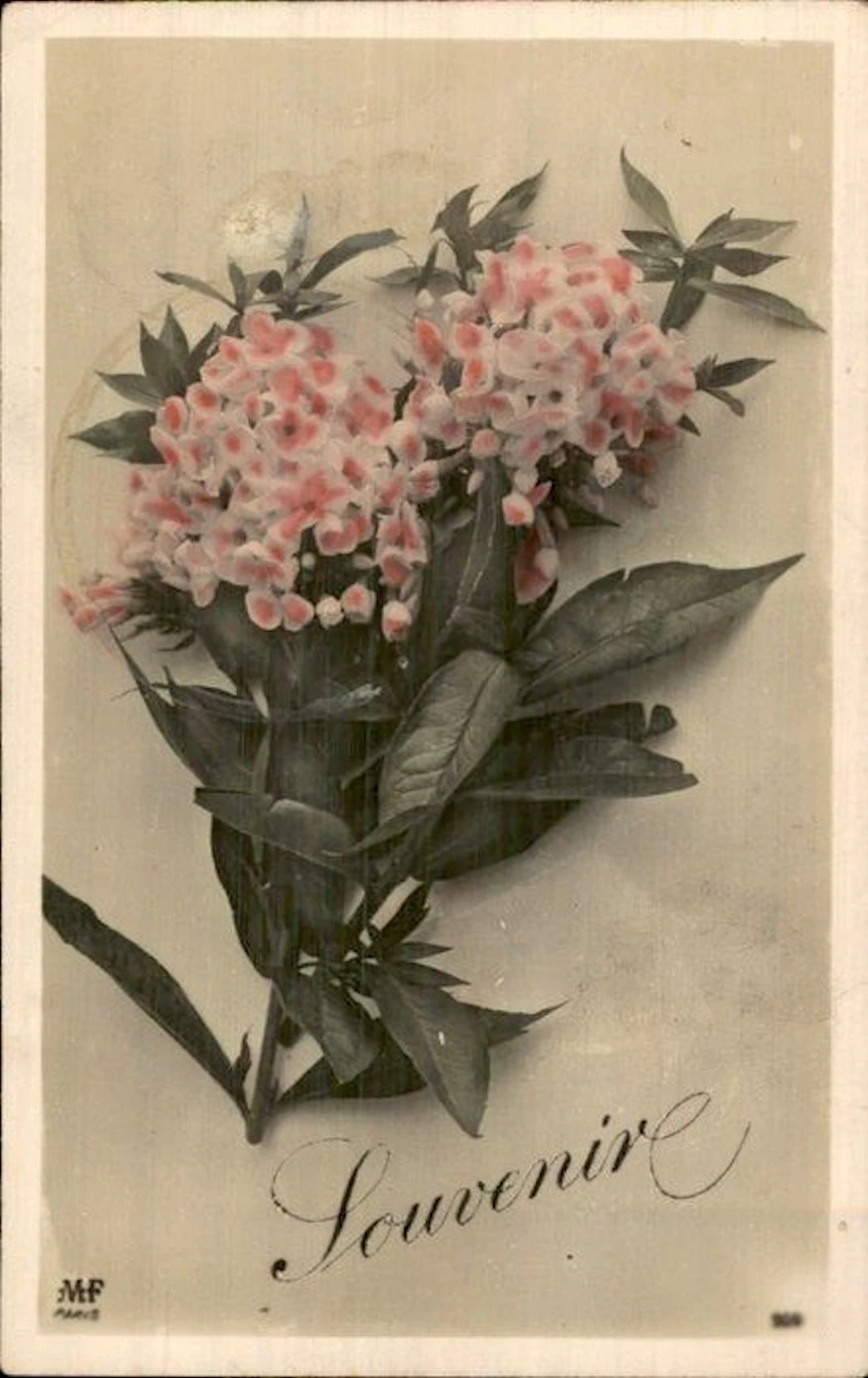 Flowers - Postcard (147) - 1900-1999