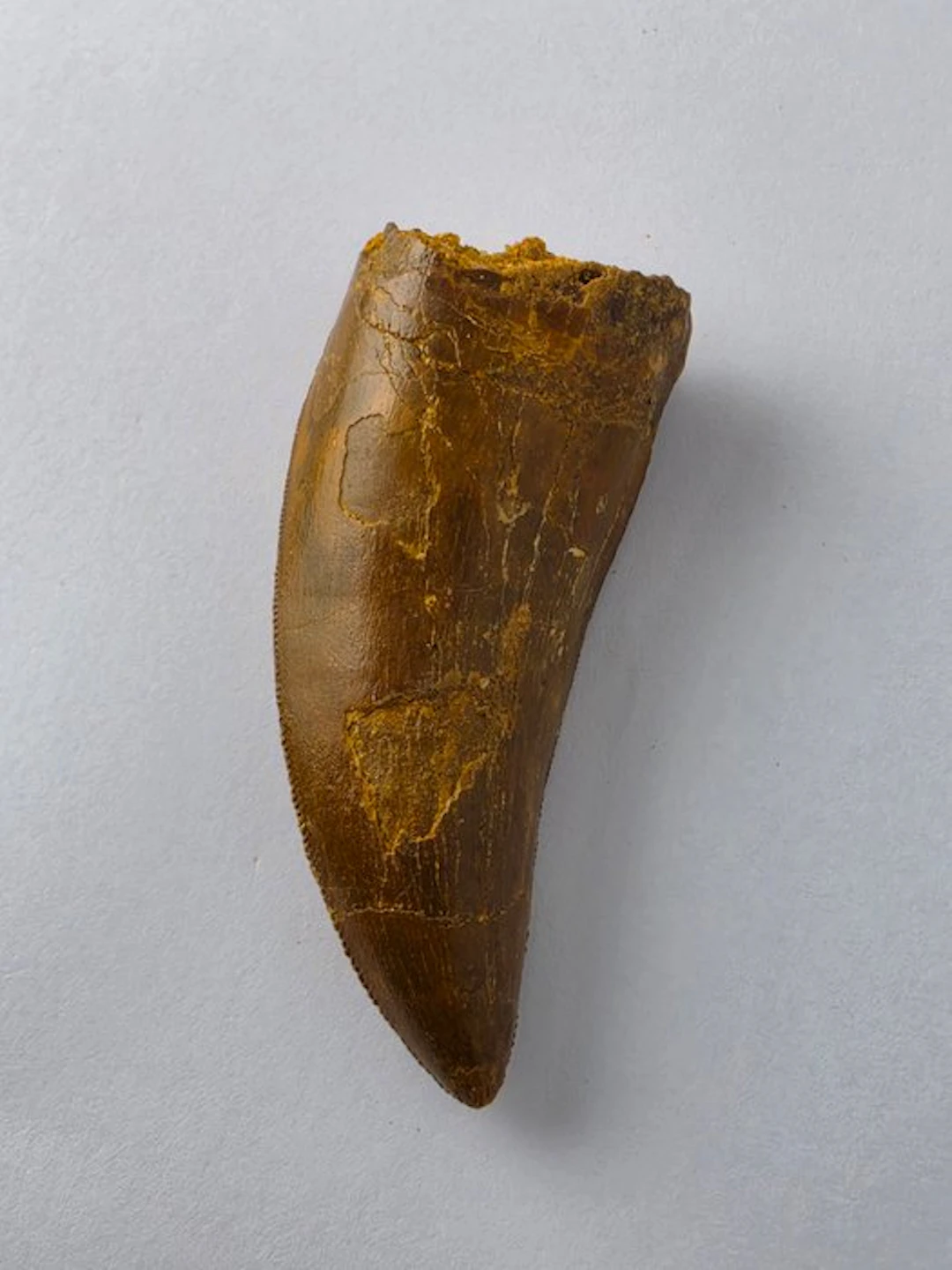 Carcharodontosaur - Fossil tooth - Carcharodontosaurus - 6 cm