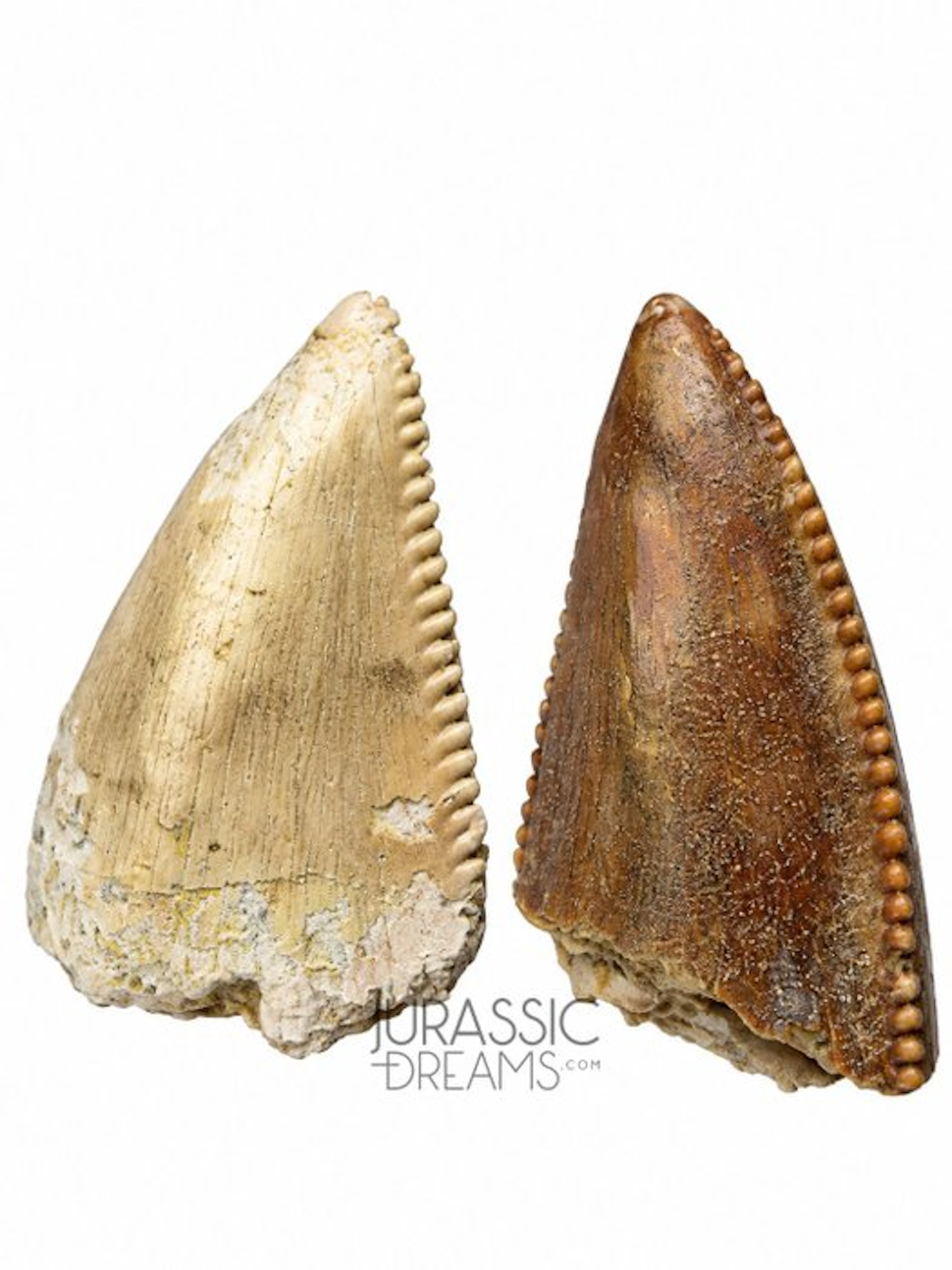 Set of 2 Top Quality Partial Majungasaurus crenatissimus...