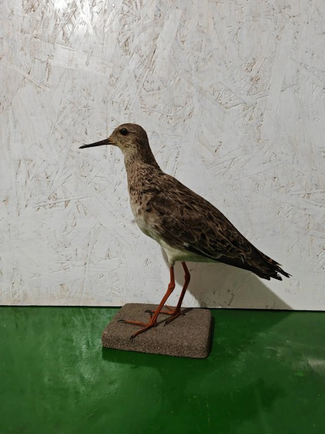 fighter Taxidermy full body mount - Calidris pugnax - 24 cm - 18 cm - 22 cm - 1