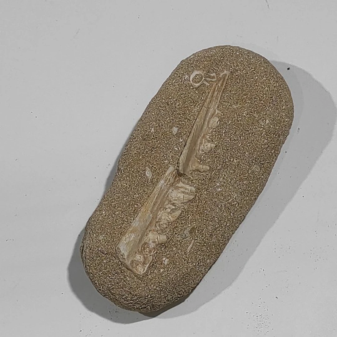 Marine reptile - Fossilised jaw - Enchodus sp. - 16 cm - 8 cm (No
